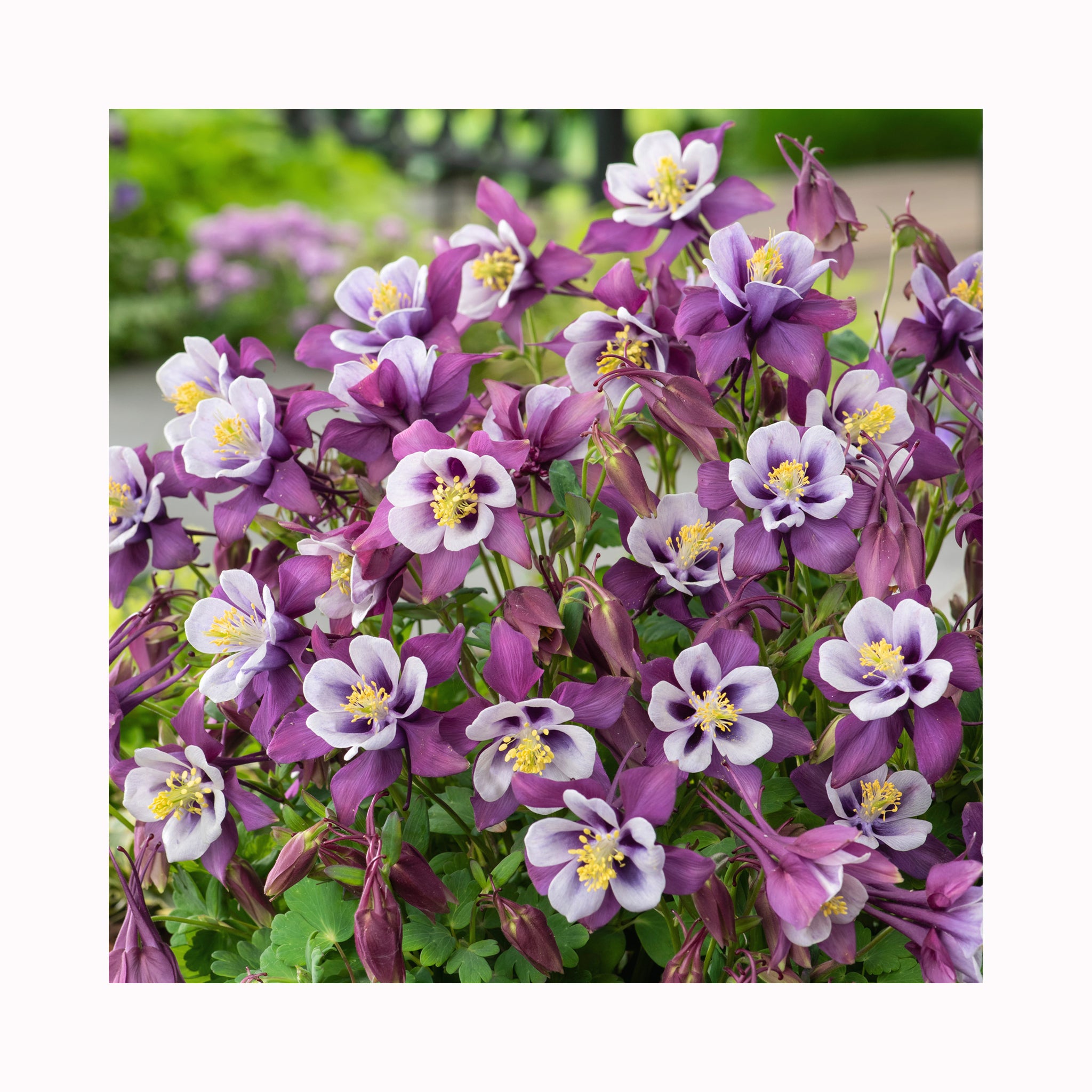 Aquilegia Earlybird Purple White