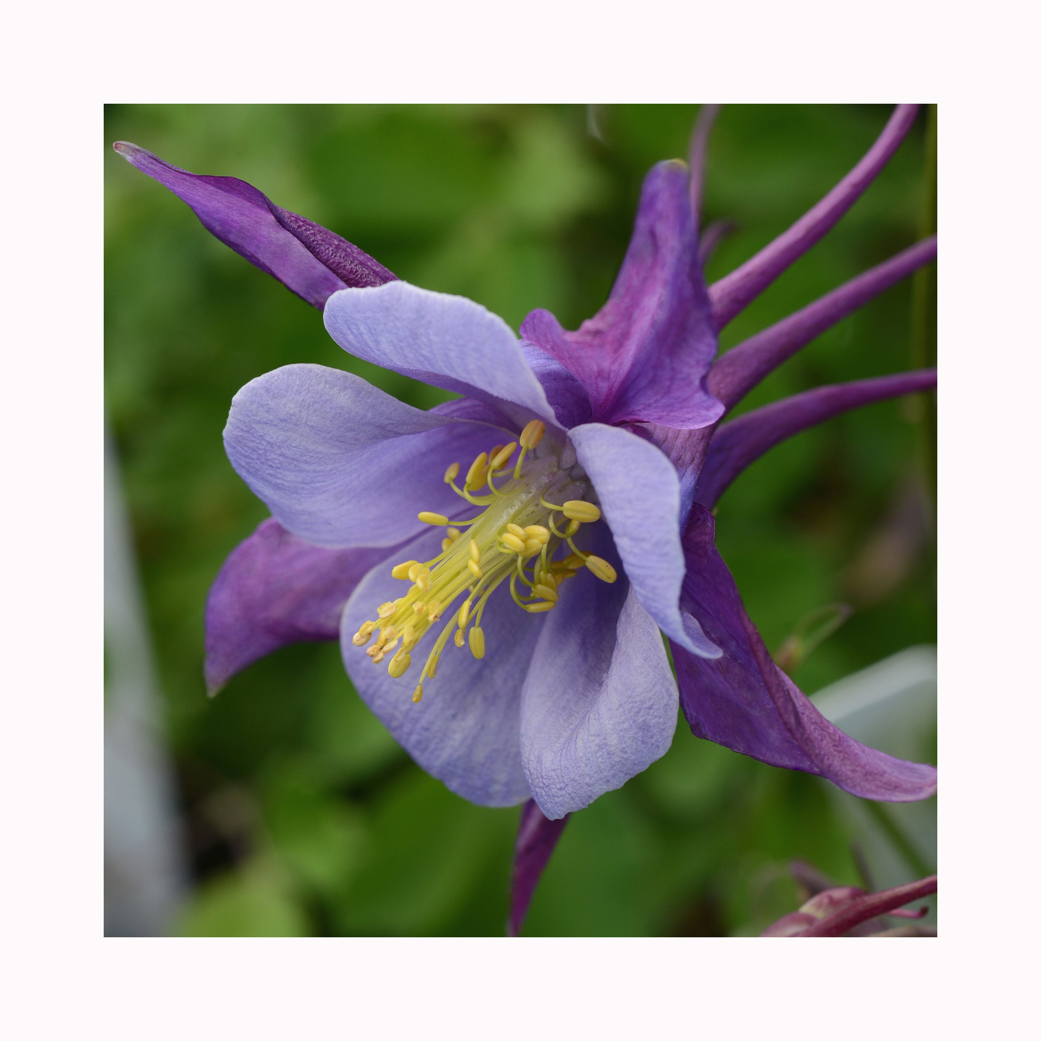 Aquilegia Earlybird Purple Blue