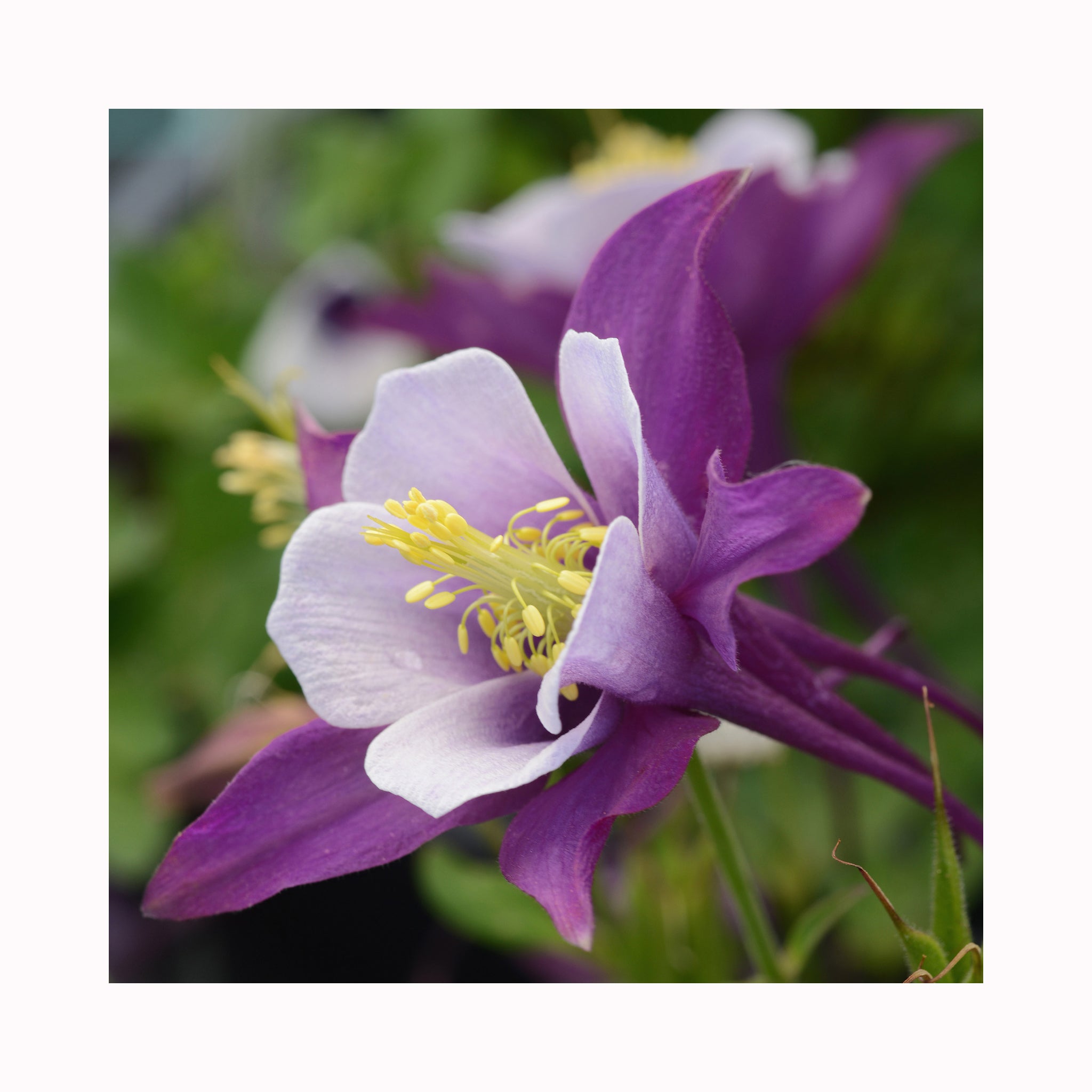 Aquilegia Earlybird Purple White