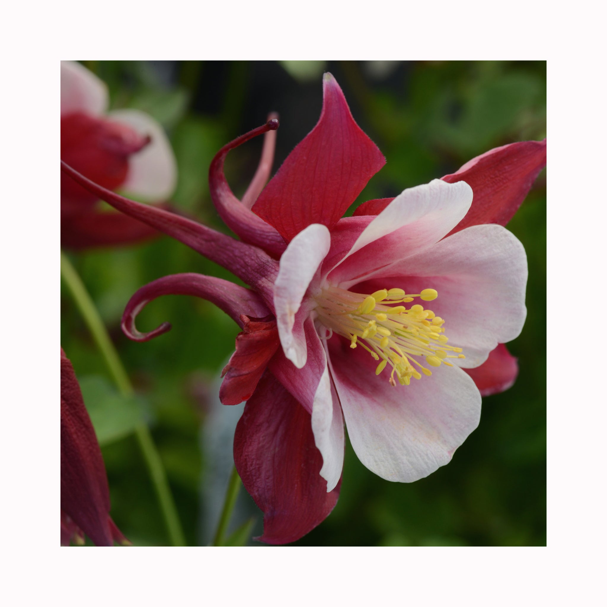 Aquilegia Earlybird Red White