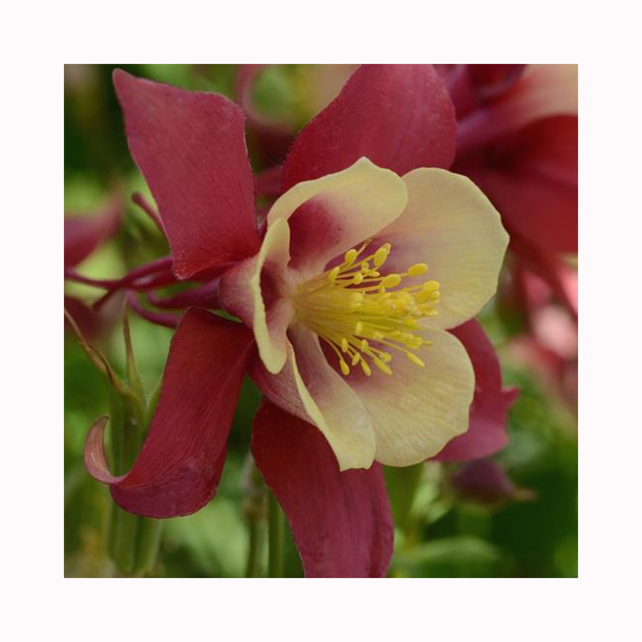 Aquilegia Earlybird Red Yellow