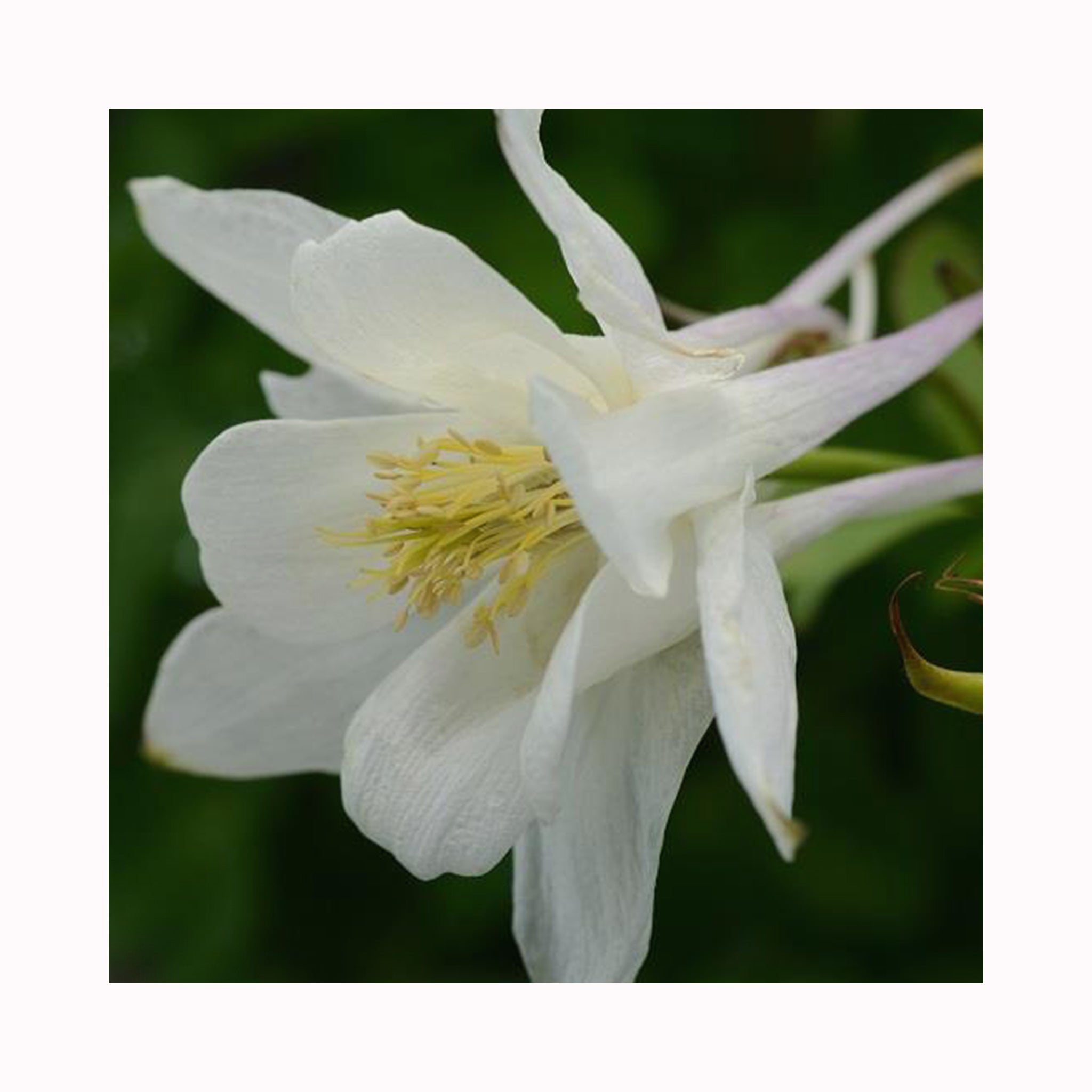 Aquilegia Earlybird White