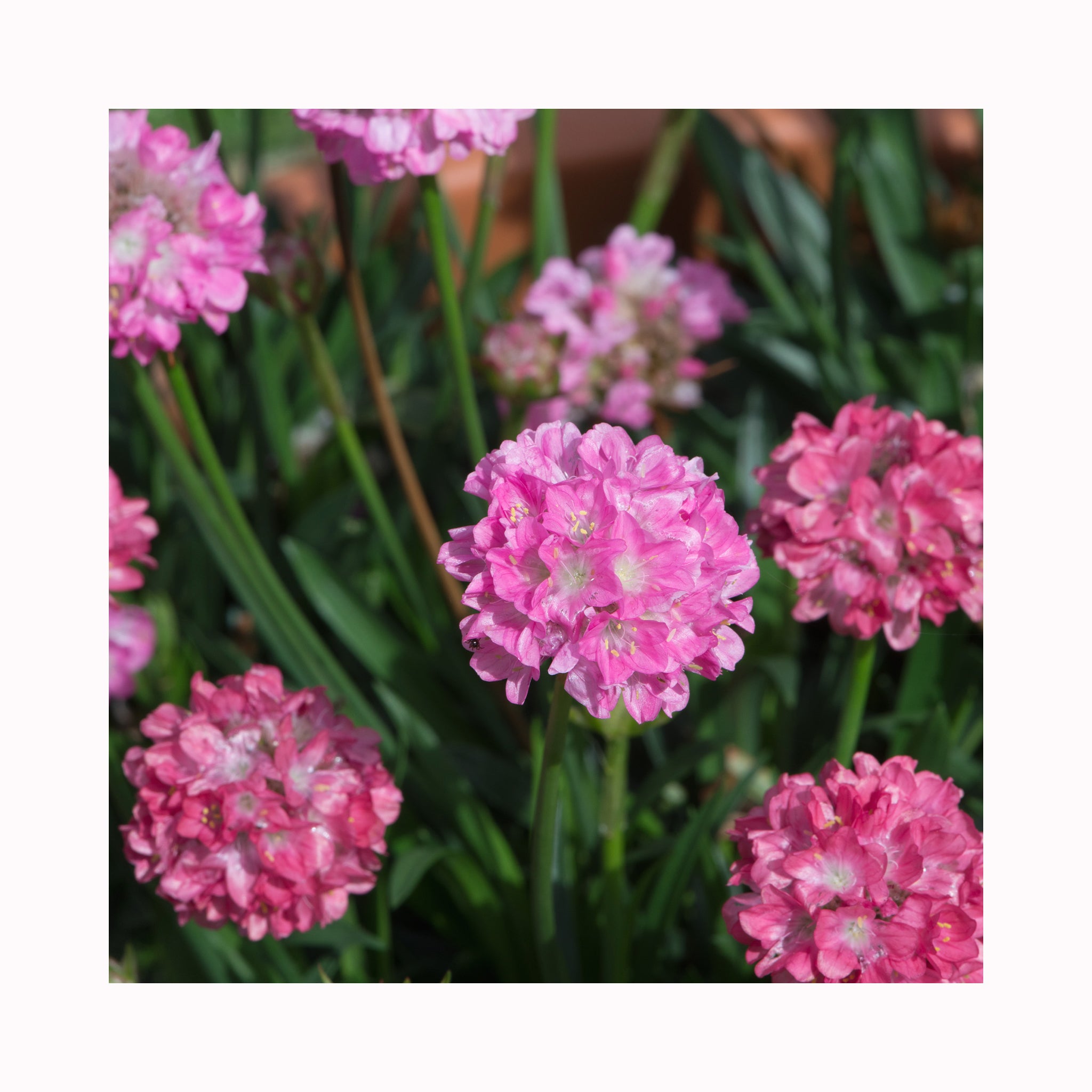 Armeria Dreameria Collection