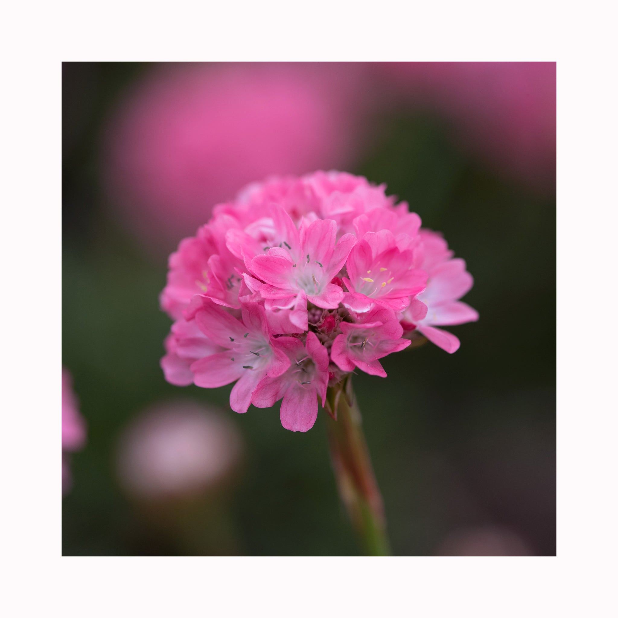 Armeria Dreameria Daydream