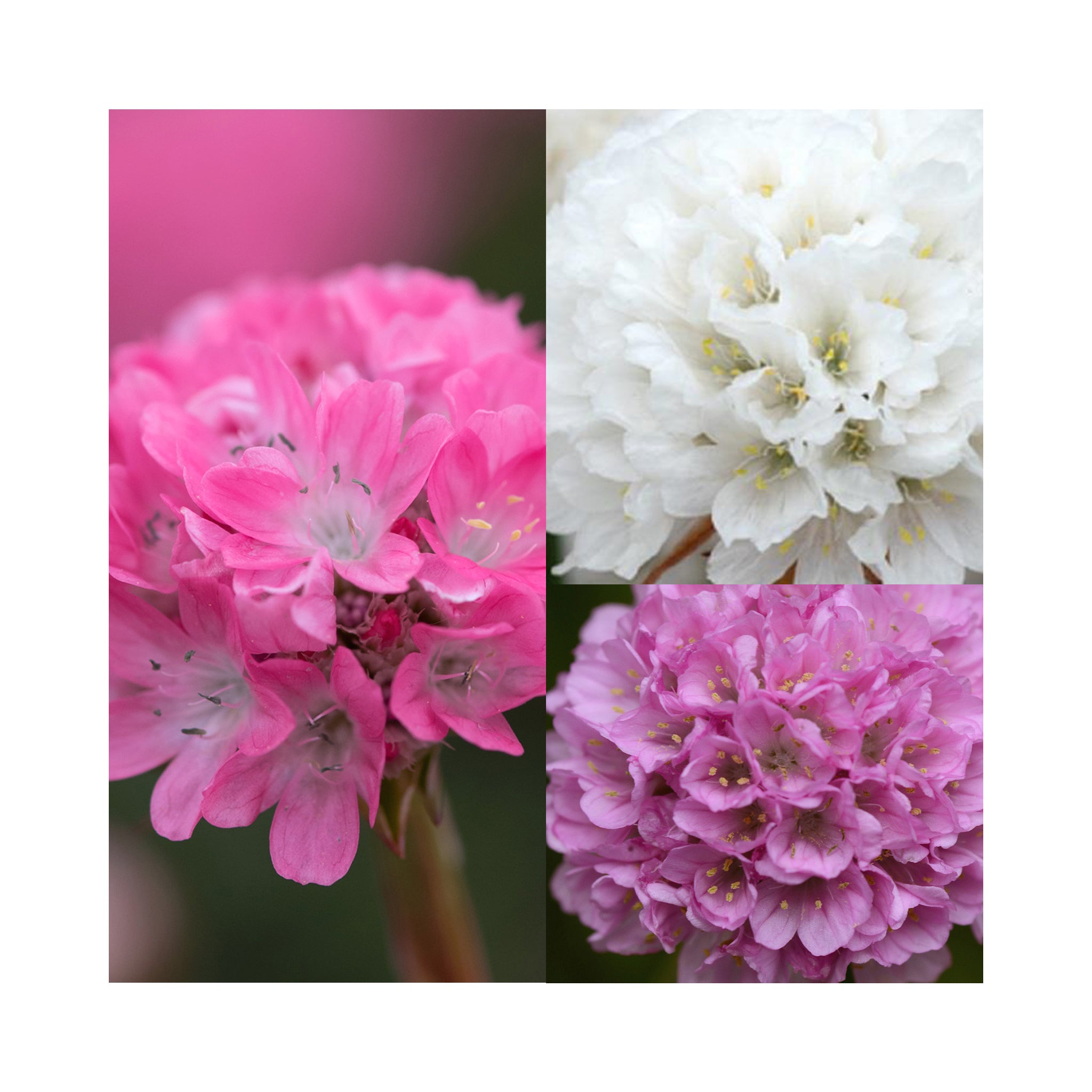 Armeria Dreameria Collection