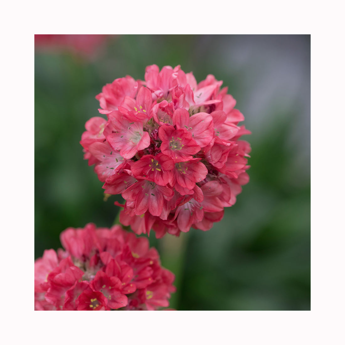 Armeria Dreameria Dreamland