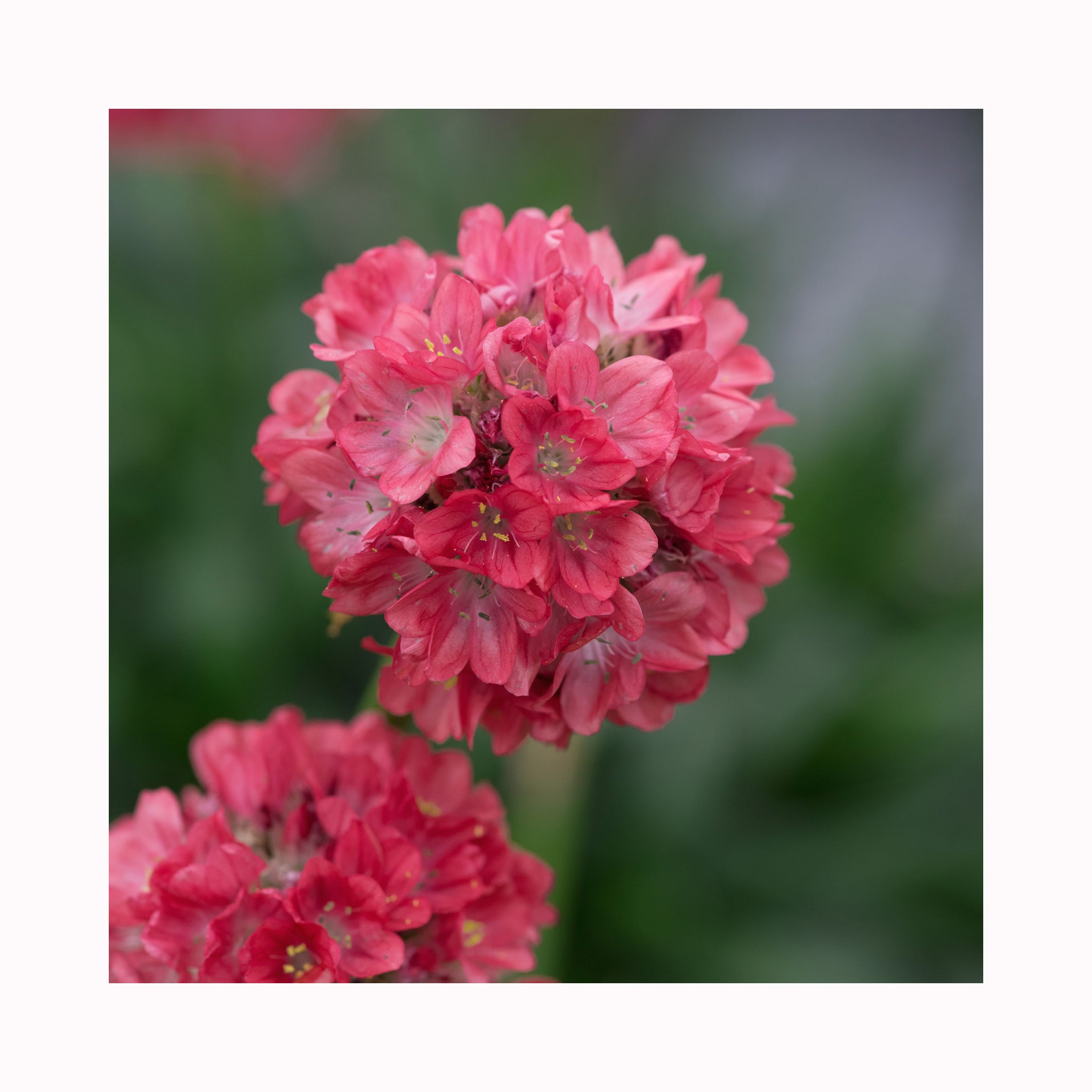 Armeria Dreameria Dreamland