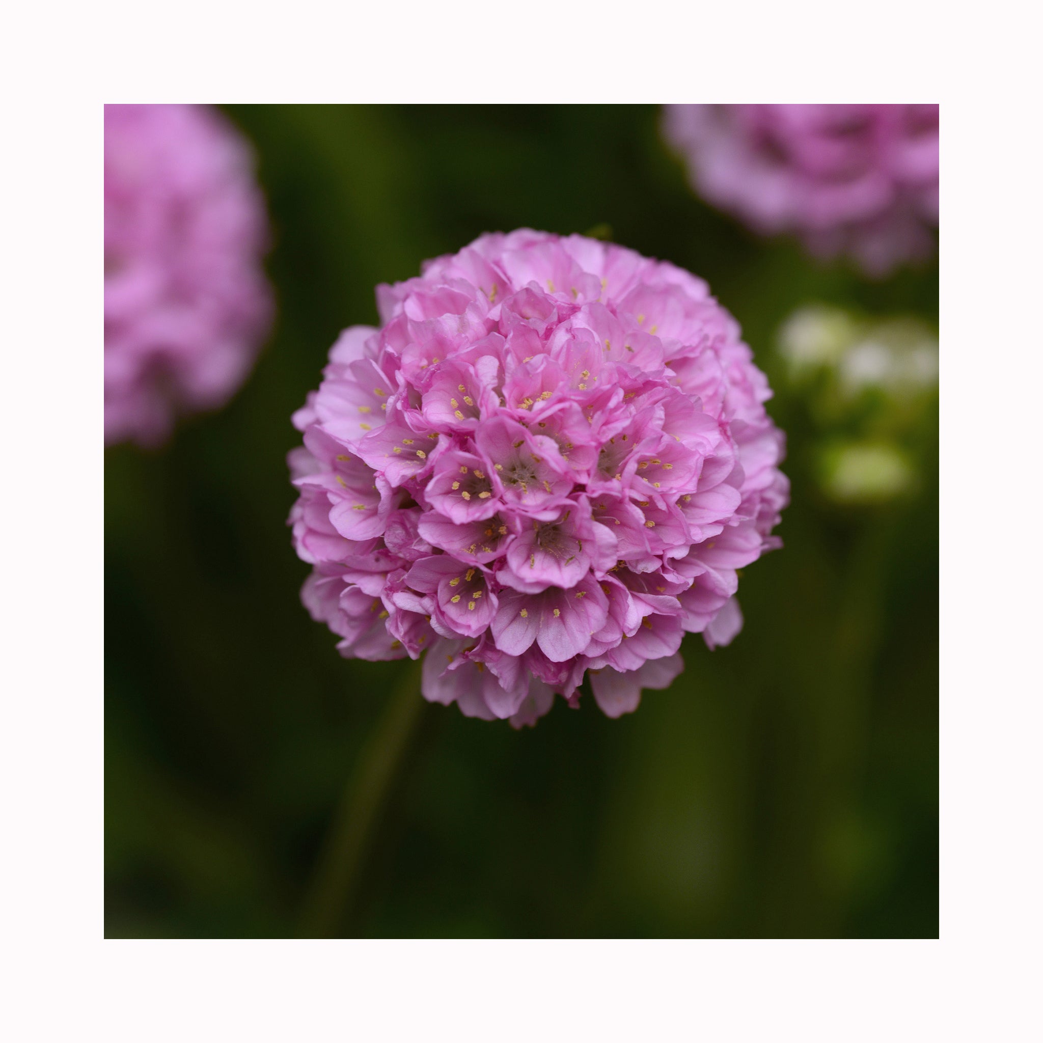 Armeria Dreameria Collection