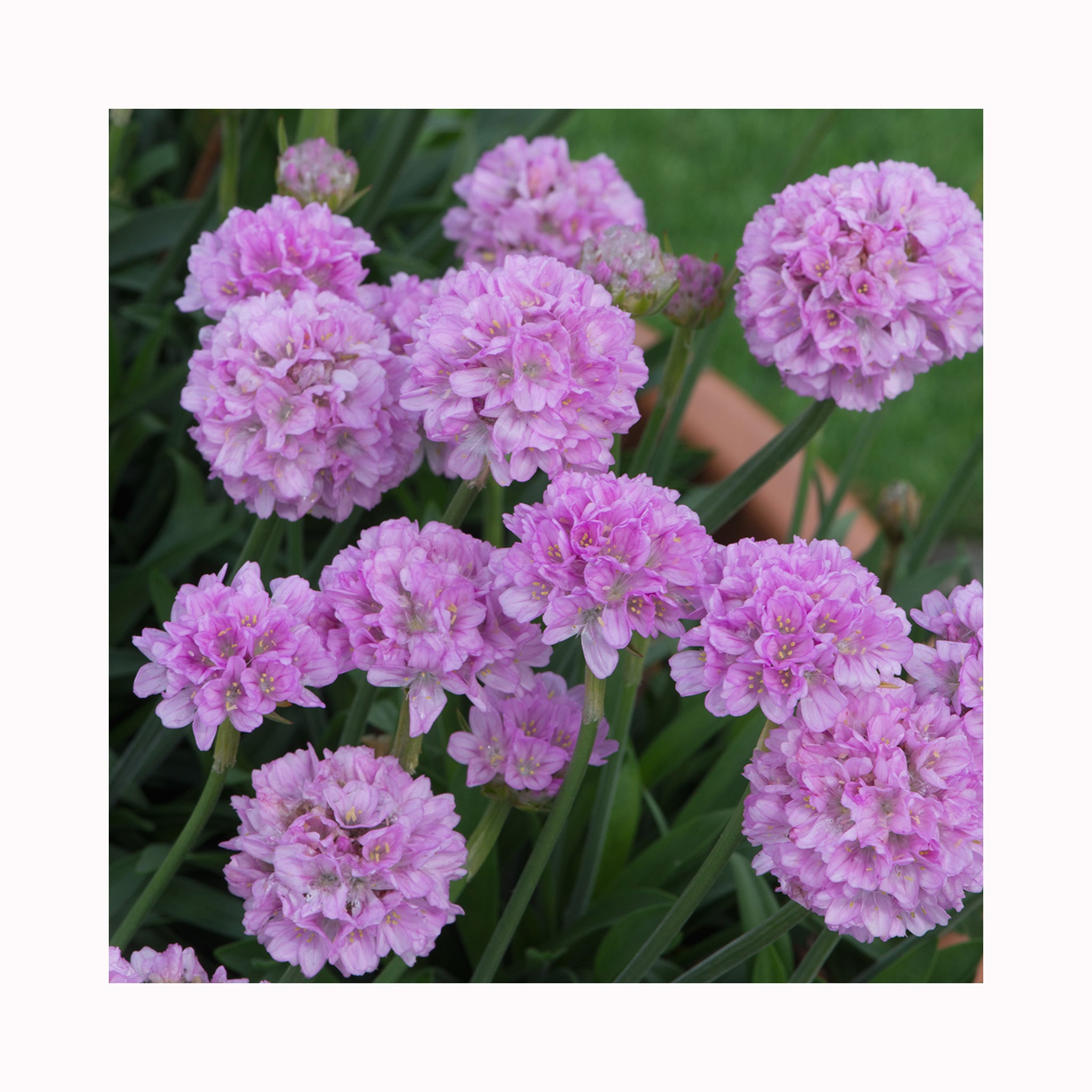 Armeria Dreameria Sweet Dreams