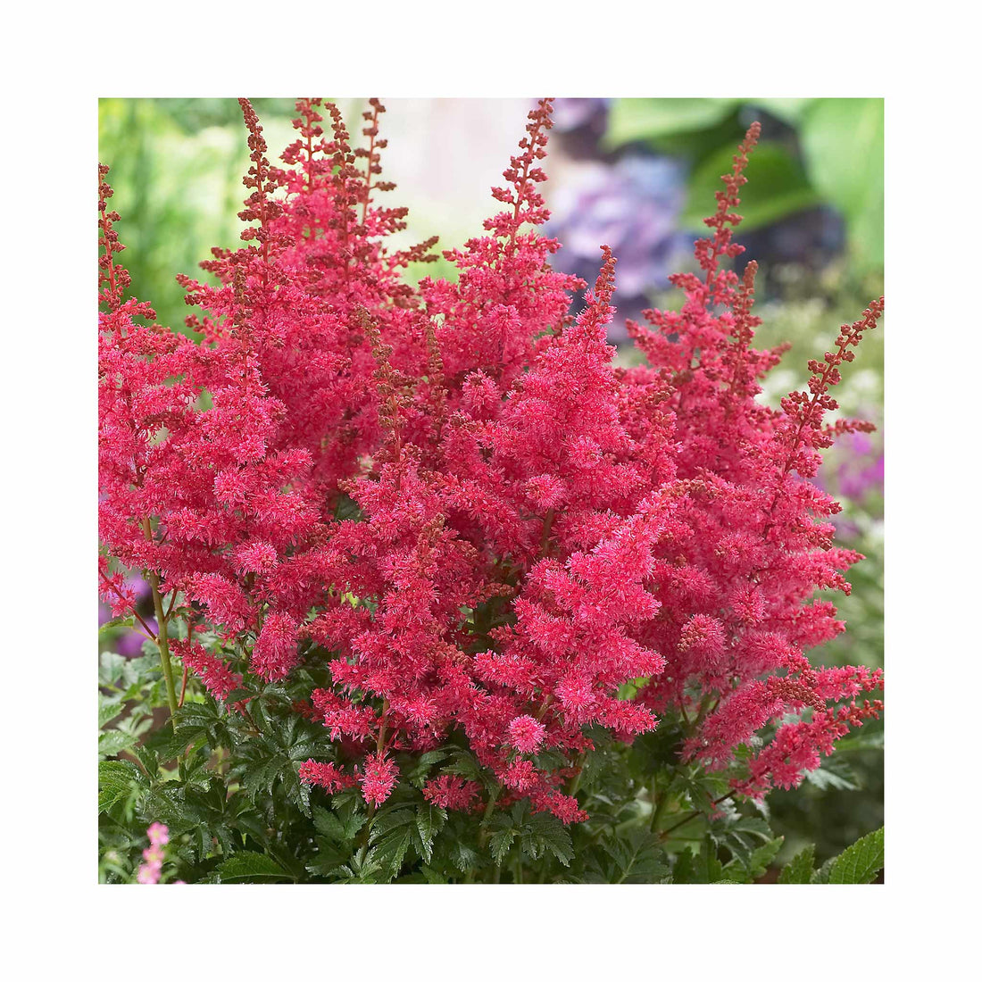 Astilbe Younique Carmine