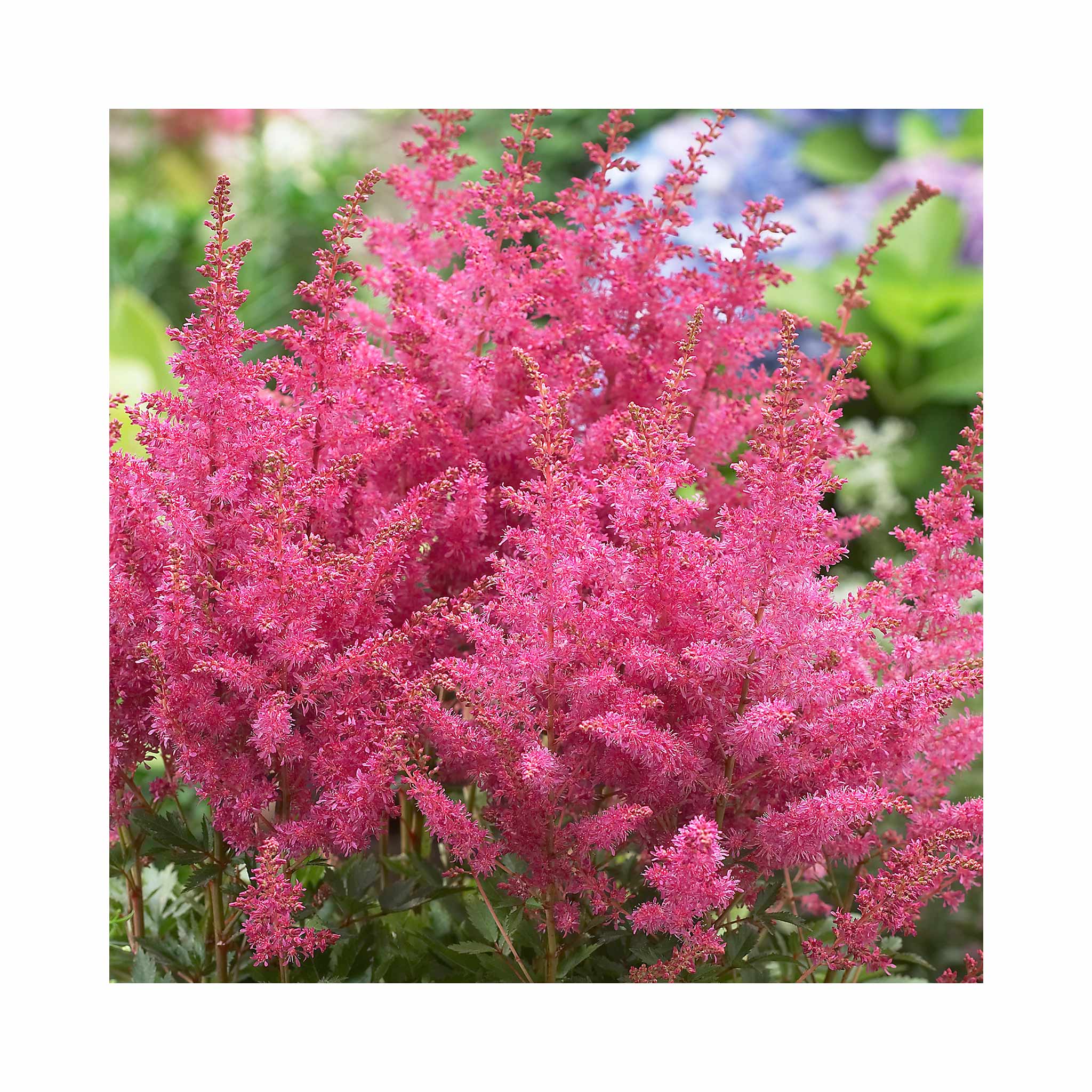 Astilbe Younique Lilac