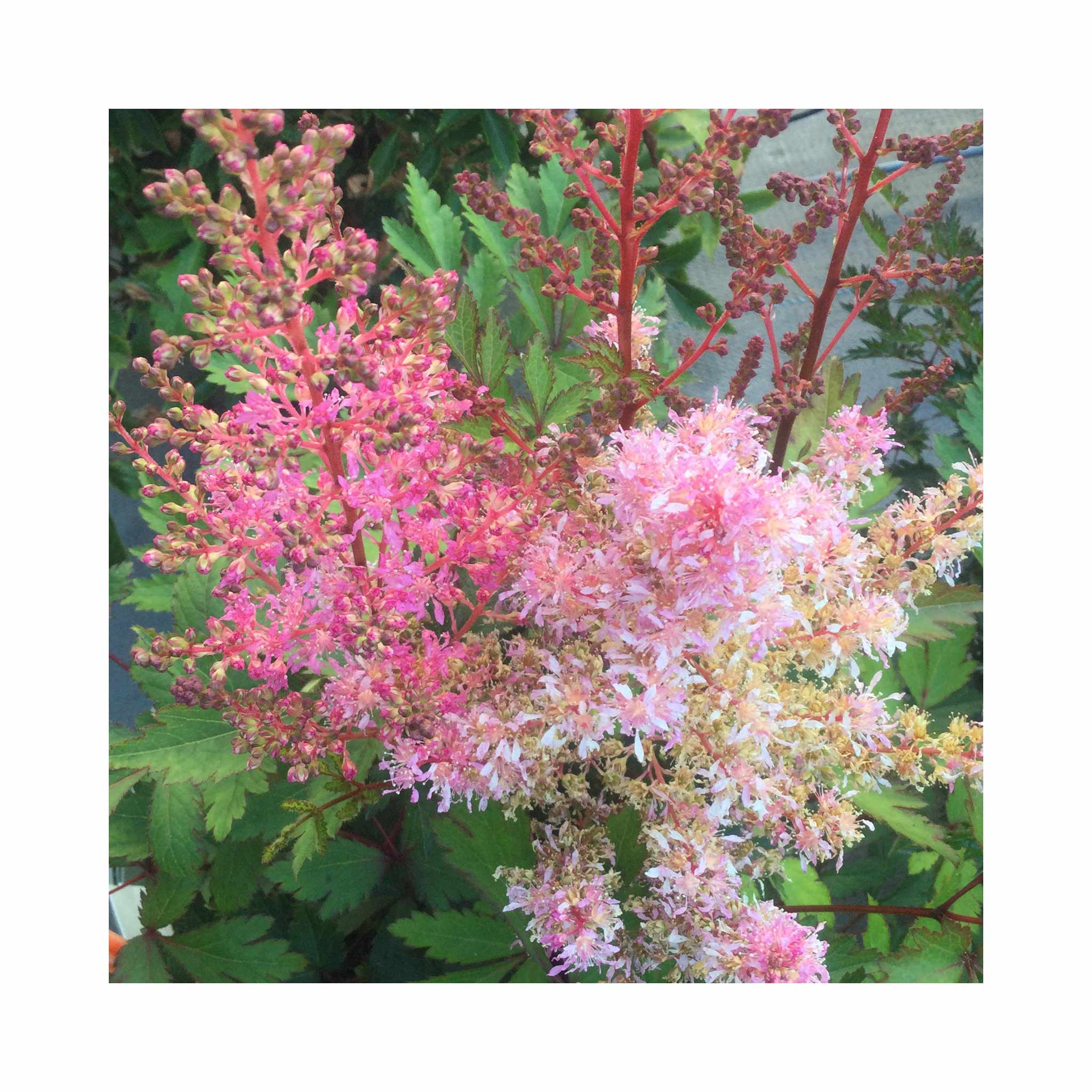 Astilbe Younique Pink