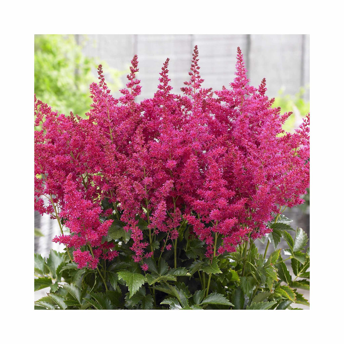 Astilbe Younique Ruby Red