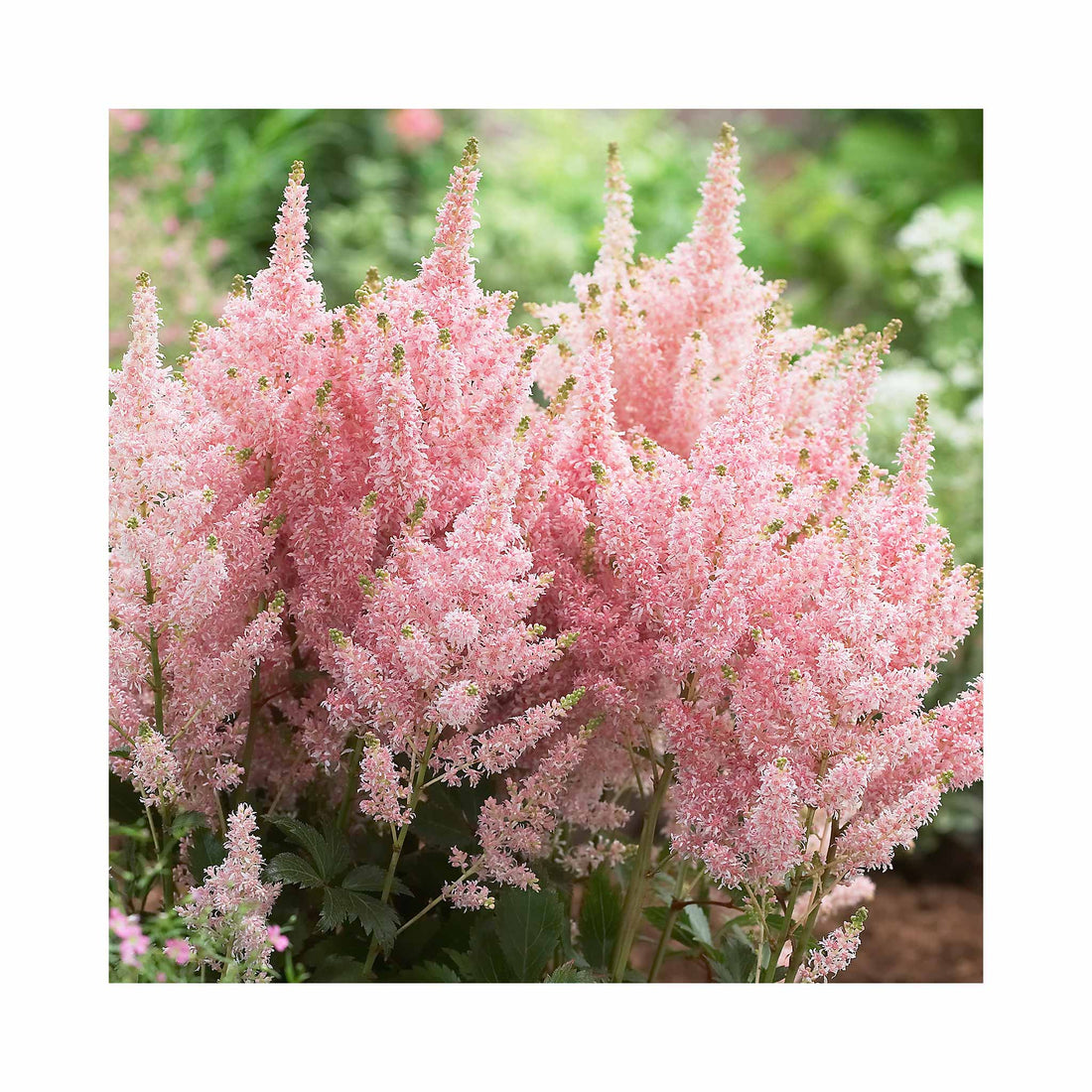 Astilbe Younique Salmon