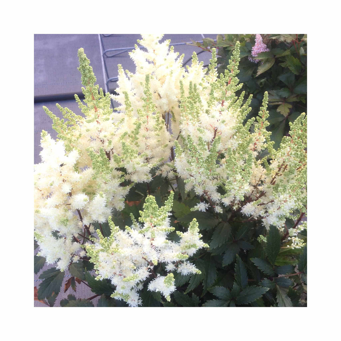 Astilbe Younique White