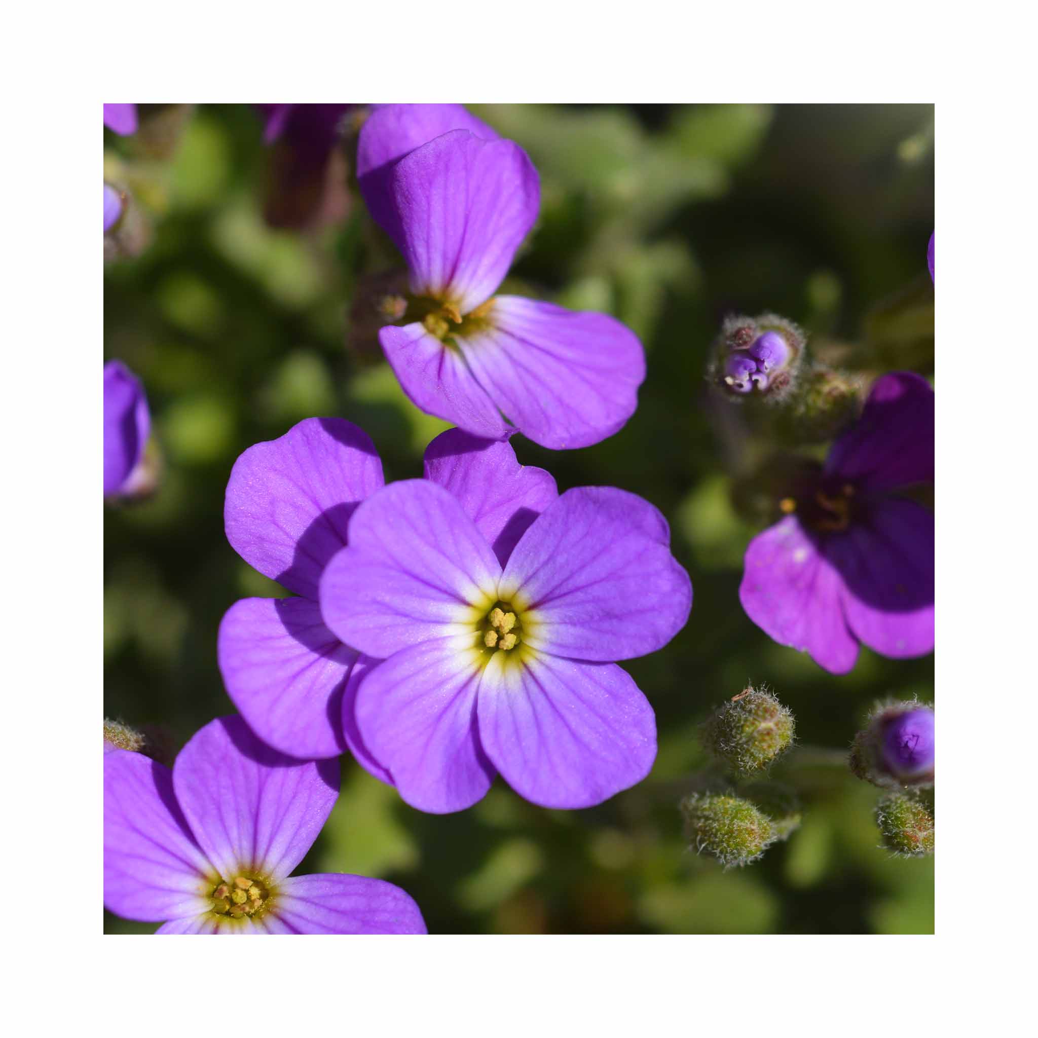 Aubrieta Doctor Mules variegata