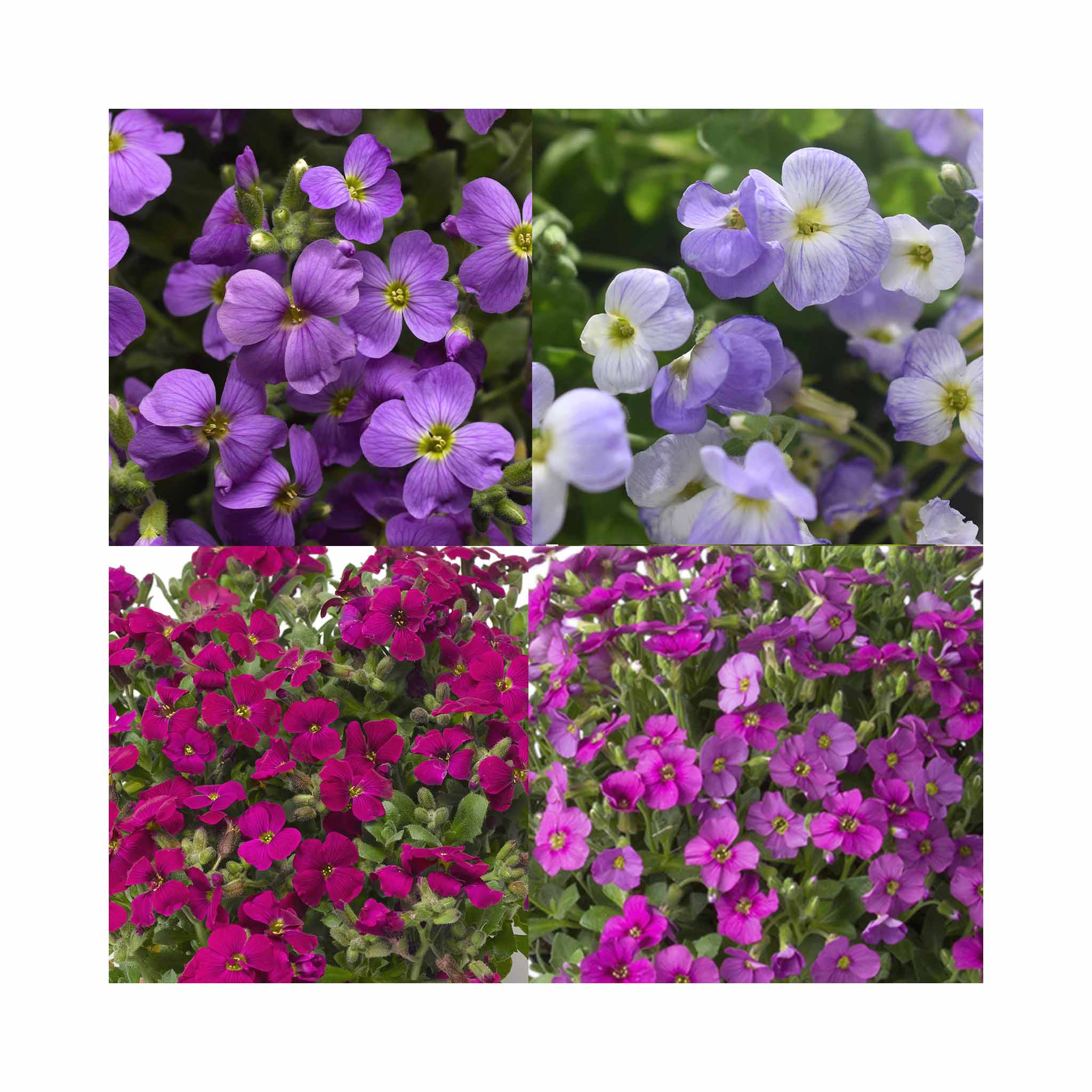 Aubrieta Collection