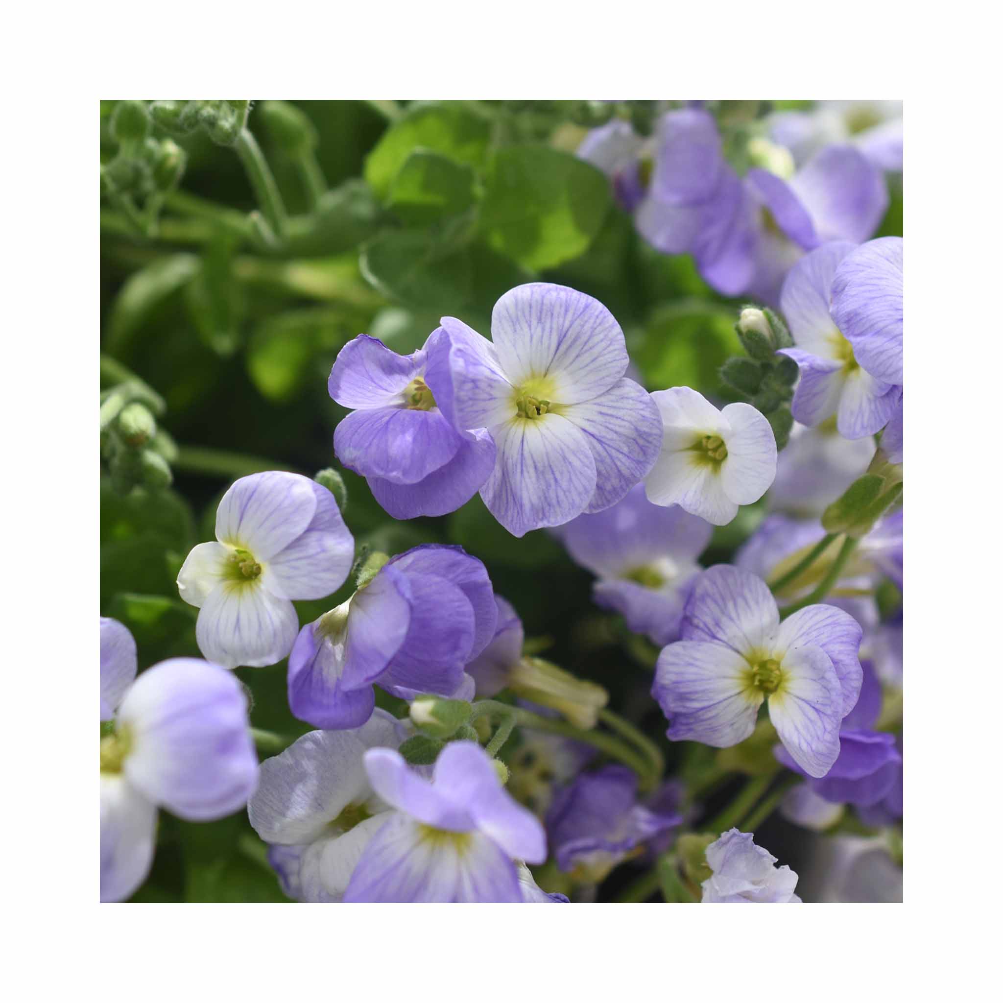 Aubrieta Florado Blue Blush Bicolour