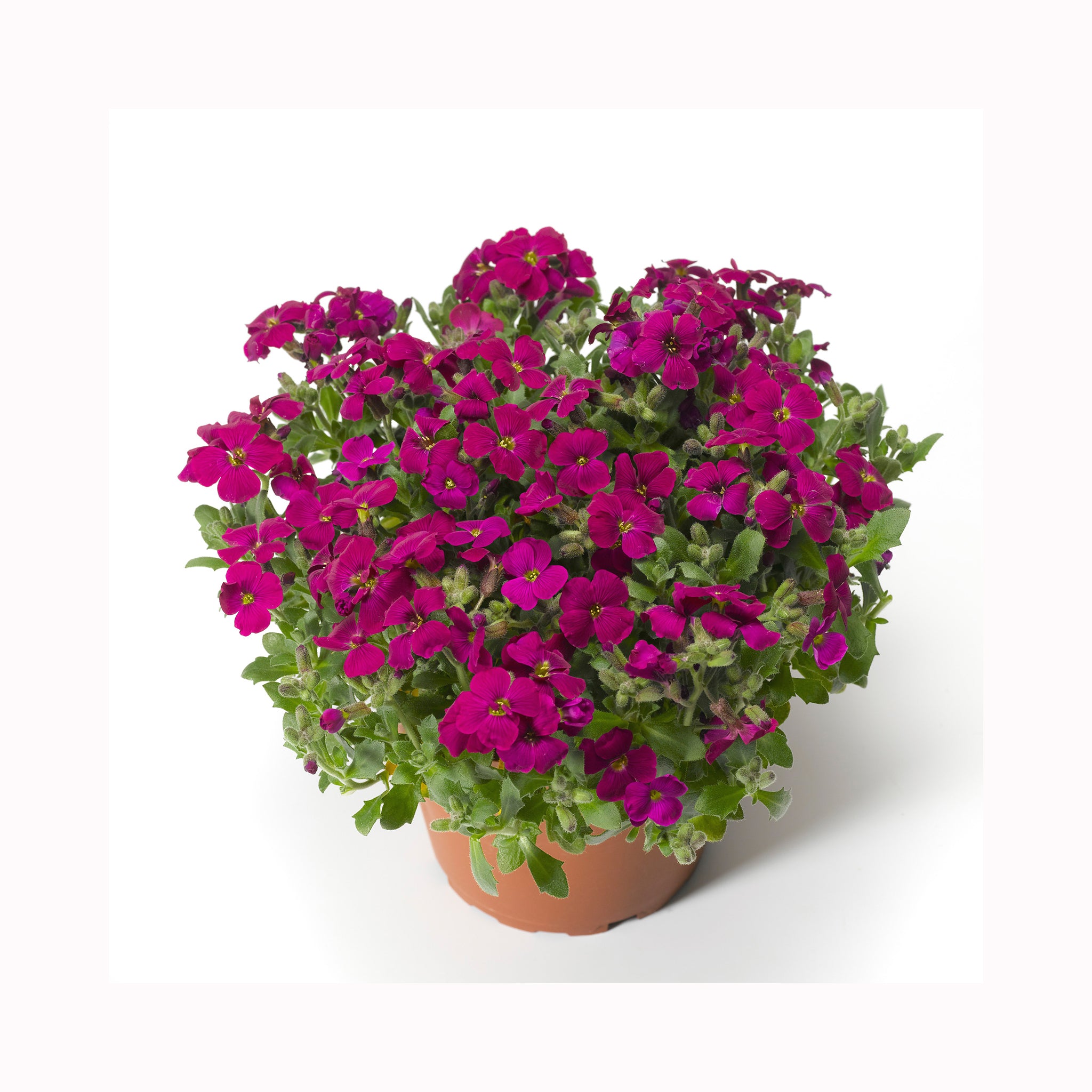 Aubrieta Katie Red Shades