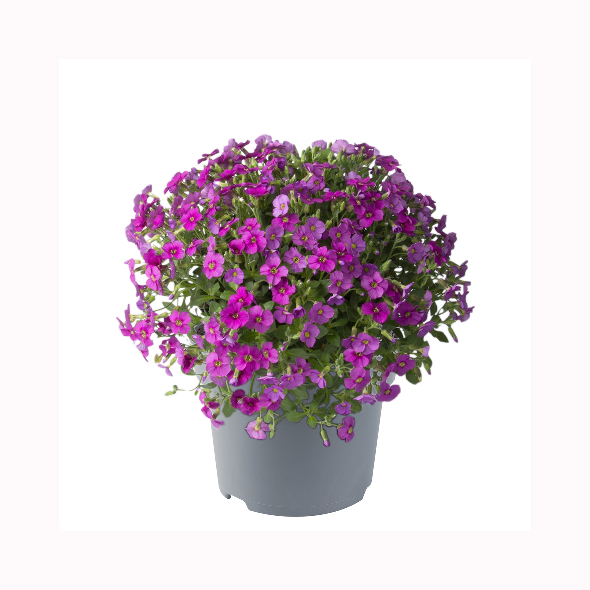 Aubrieta Florado Rose Red