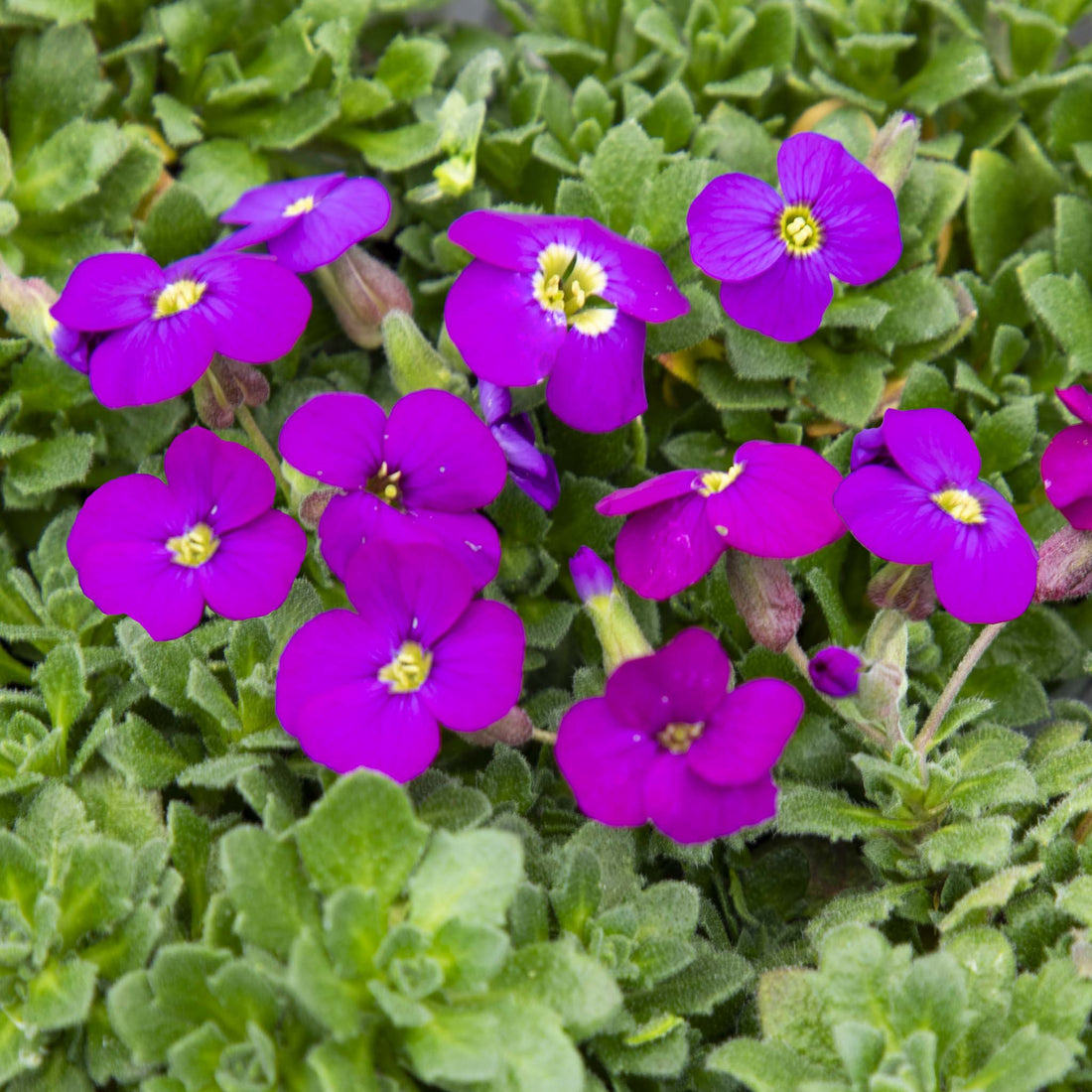 Aubrieta Purple Shades