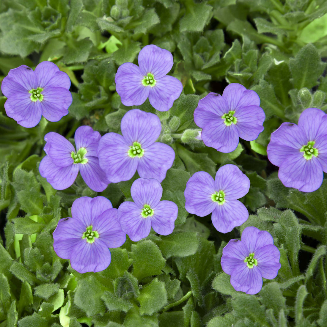 Aubrieta Sky Blue