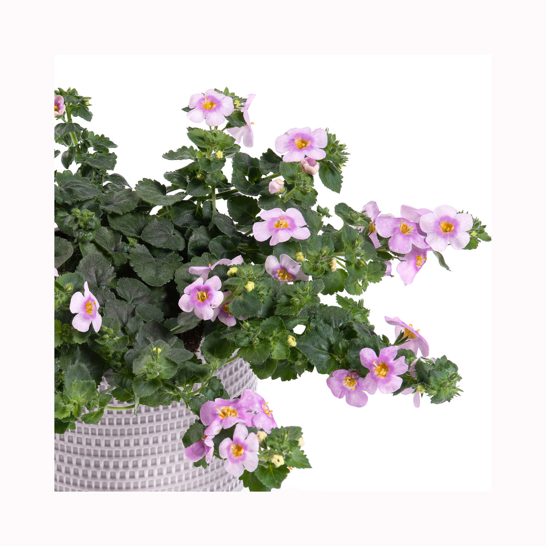 Bacopa Giga Pink Eye