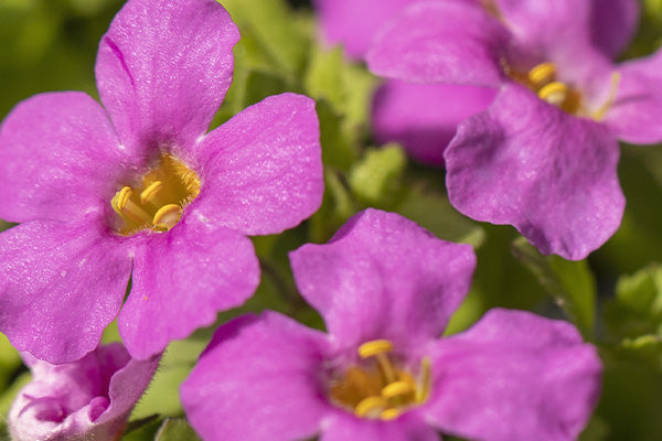 rose violet flowers with five petals of Bacopa