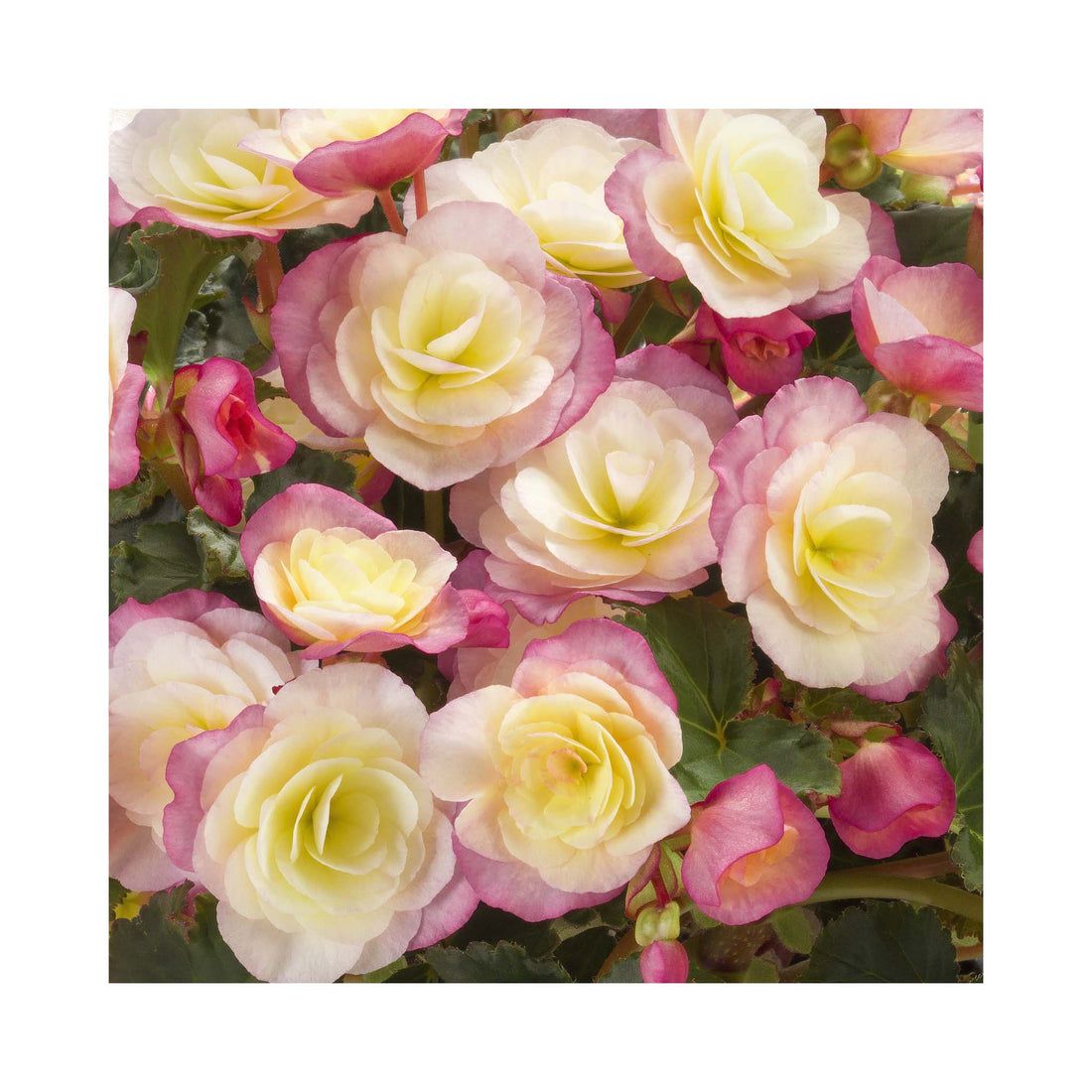 Begonia Sunbrero Bicolor