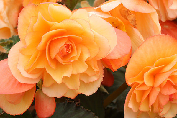 Double Apricot flowers of begonia