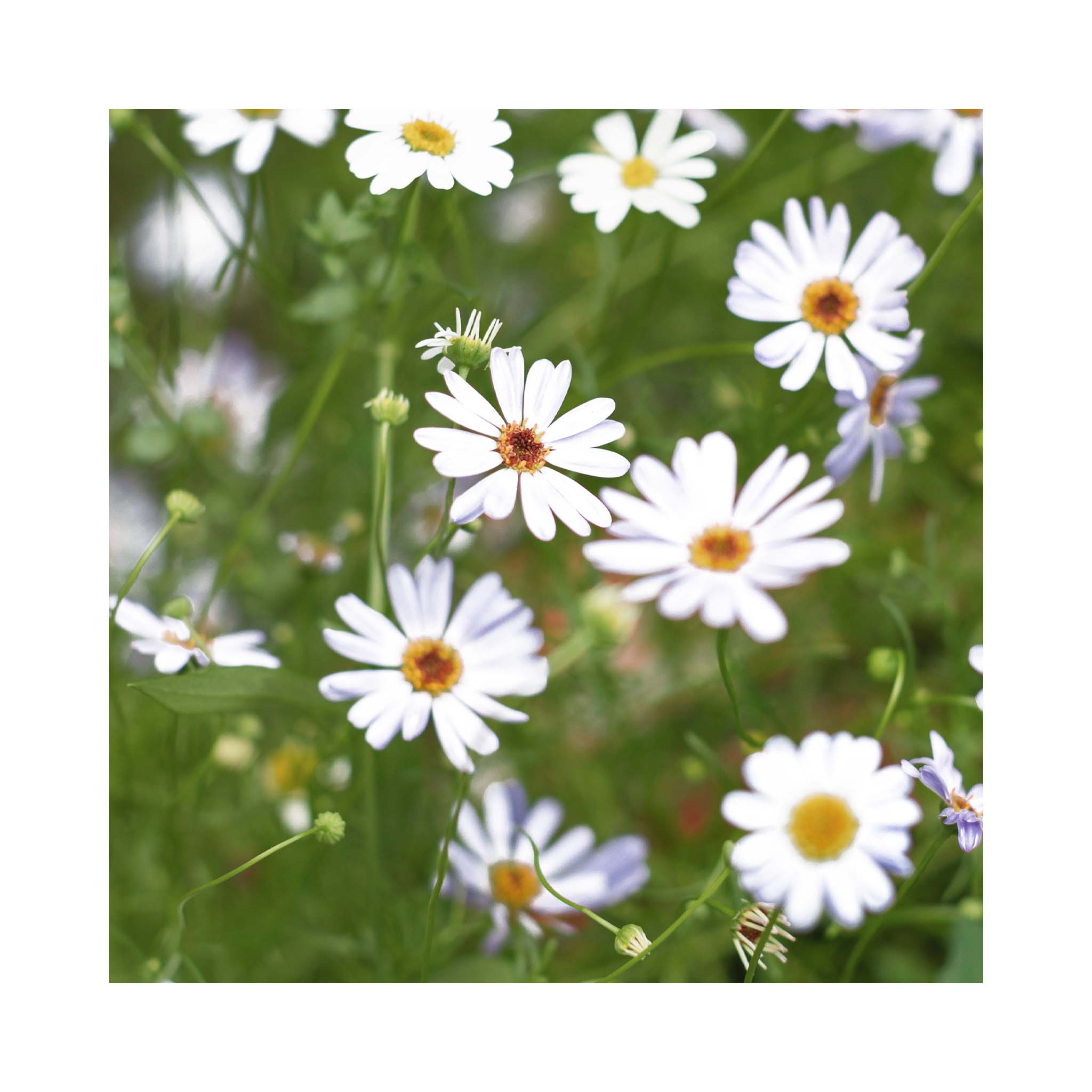 Pure white petals on a summer flowering plant