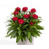 Maroon red flowers on a lush green plant in a pot