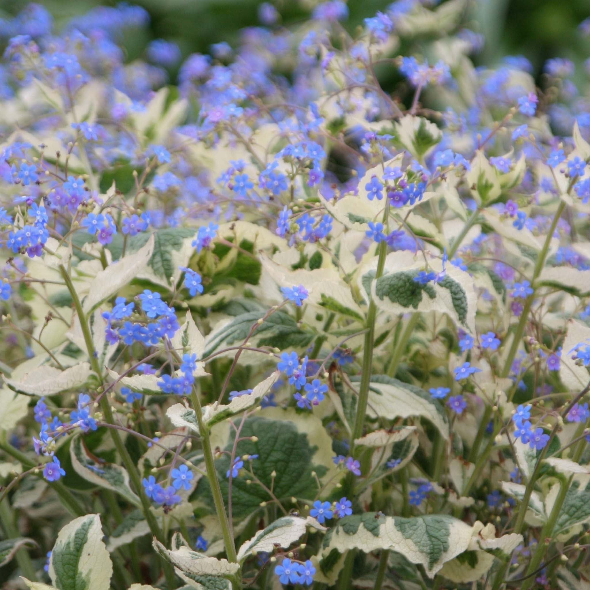 Brunnera Dawsons White