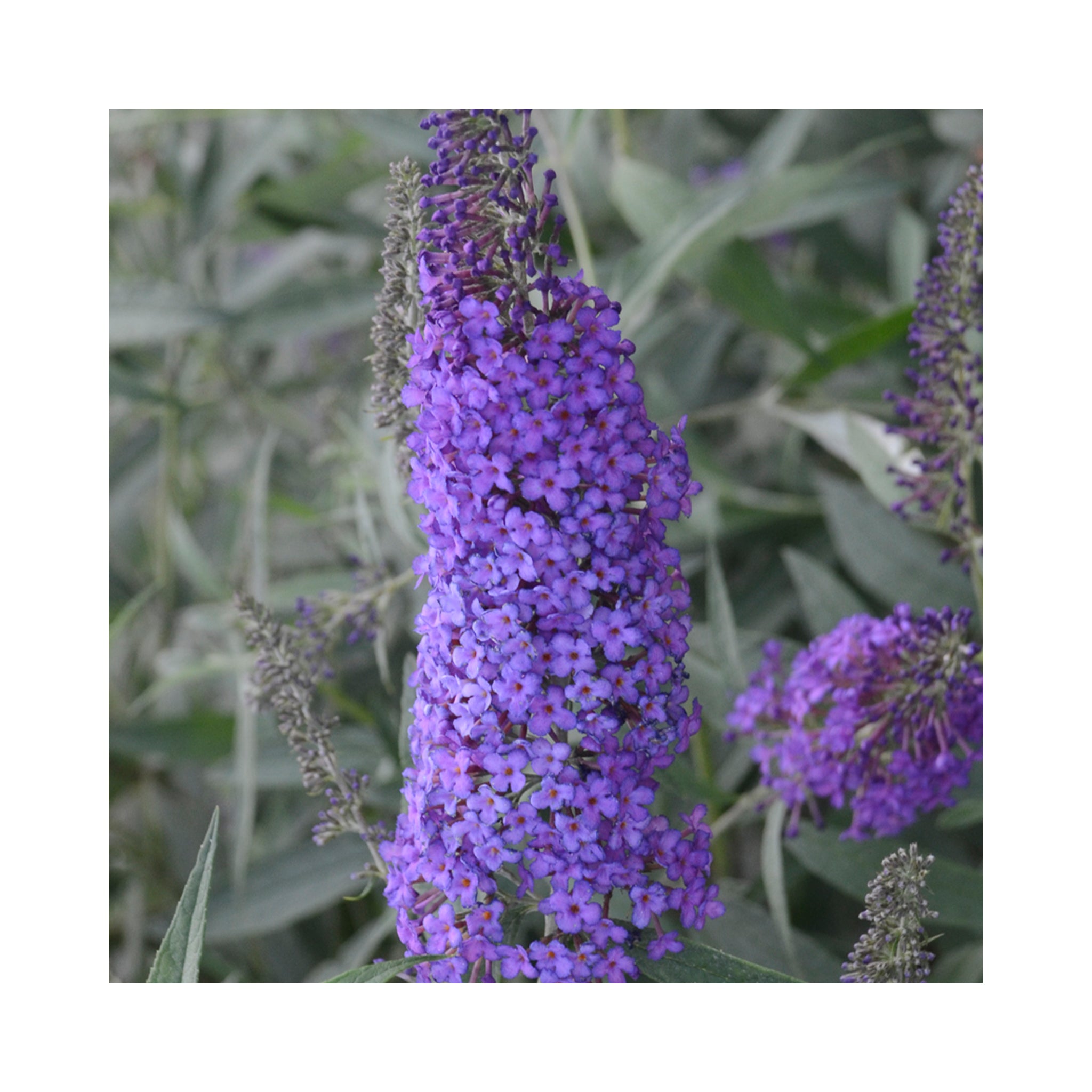 Buddleja Monarch Blue Knight