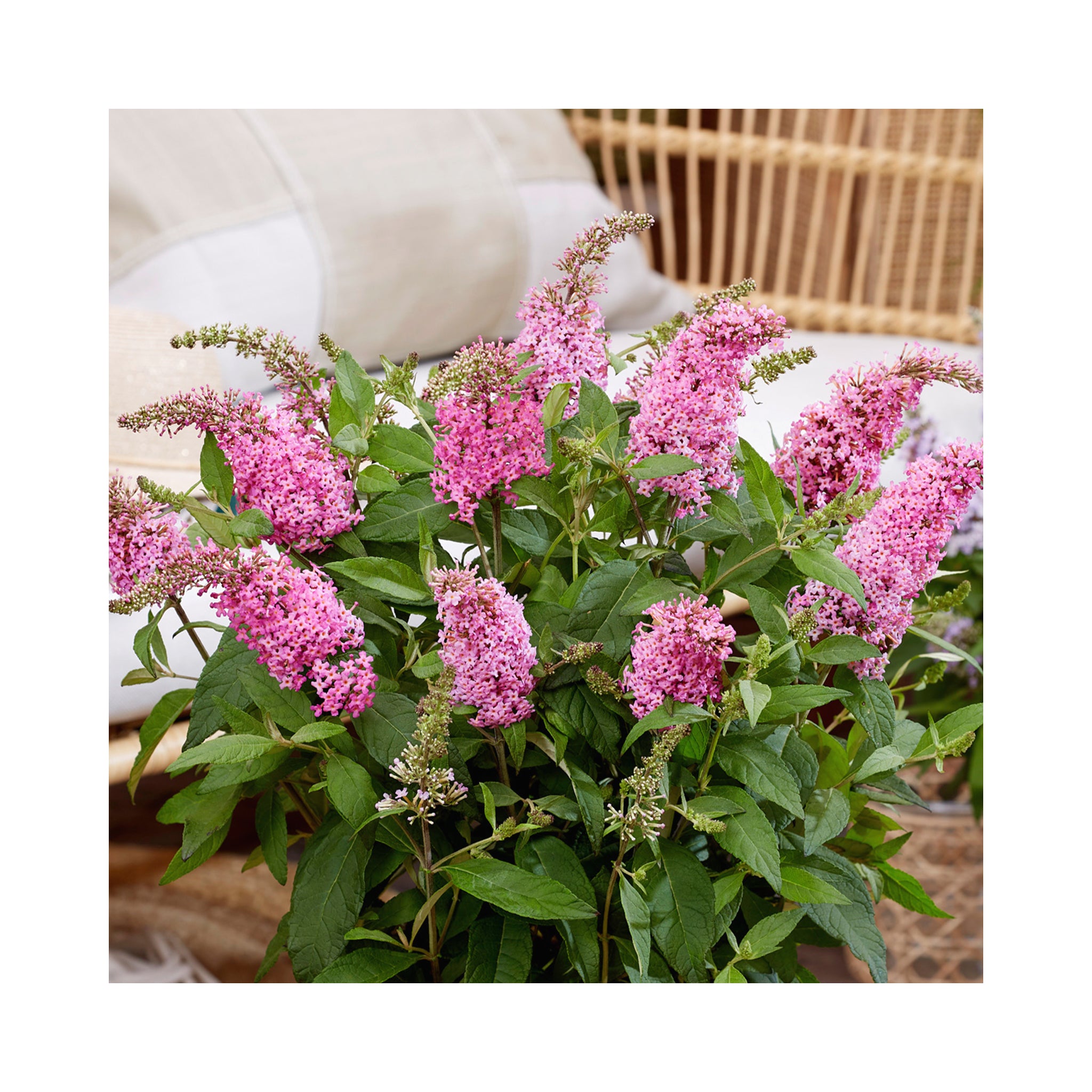 Buddleja Butterfly Candy Little Pink