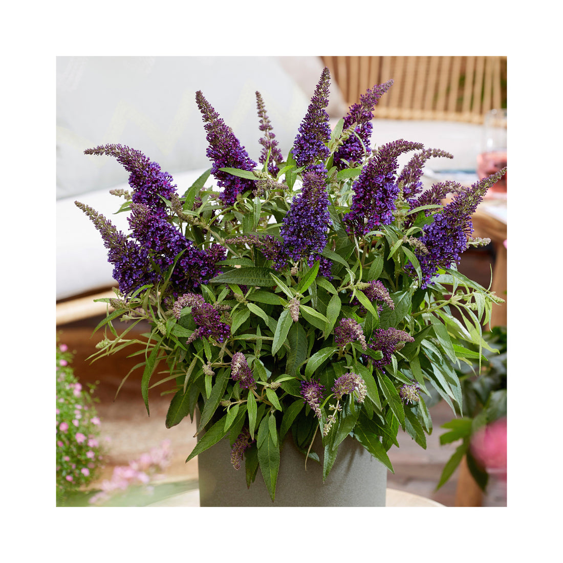 Buddleja Butterfly Candy Little Purple