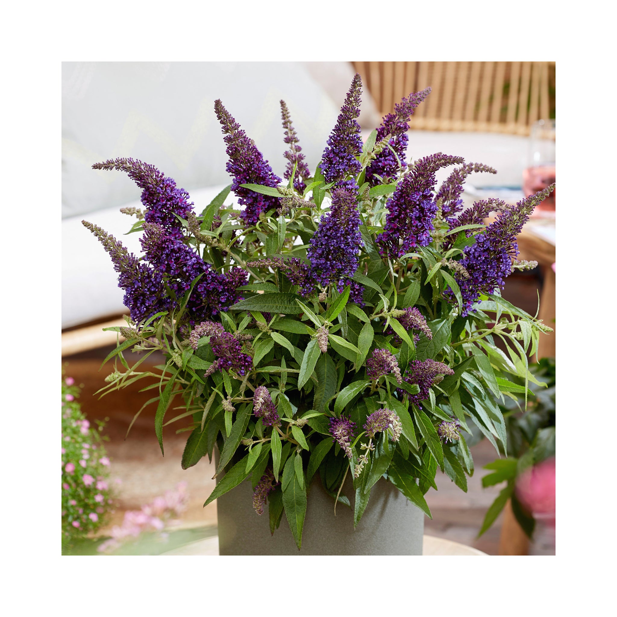 Buddleja Butterfly Candy Little Purple