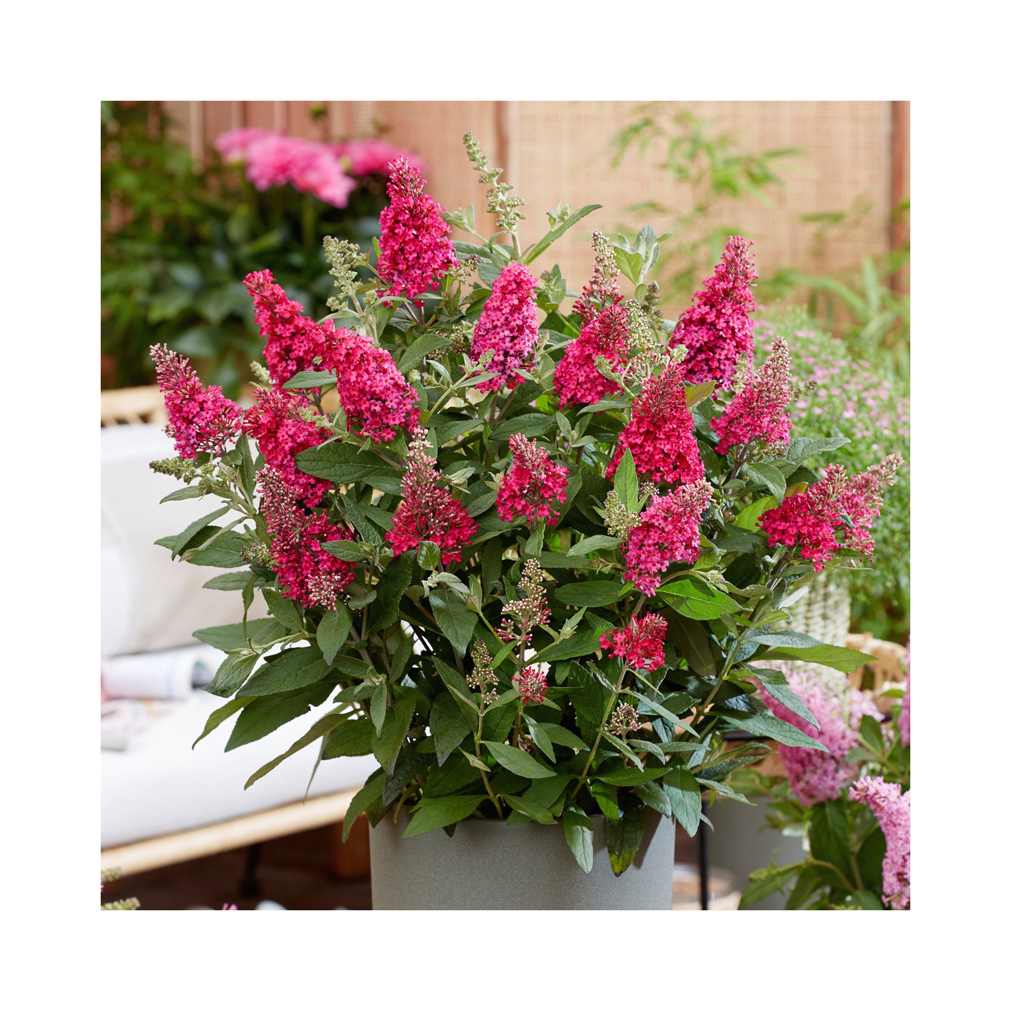 Buddleja Butterfly Candy Collection - 3 Established Plants