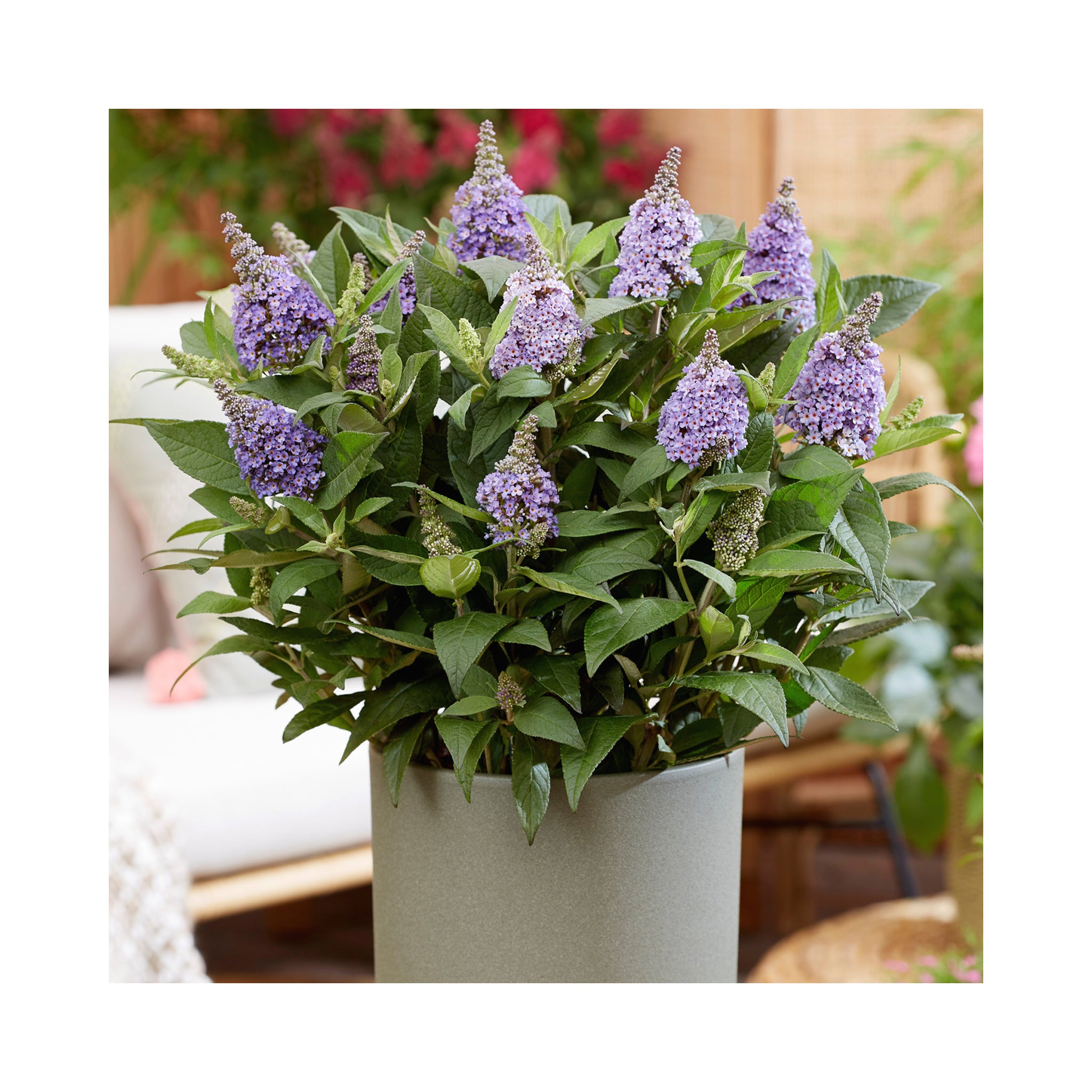 Buddleja Butterfly Candy Collection - 3 Established Plants