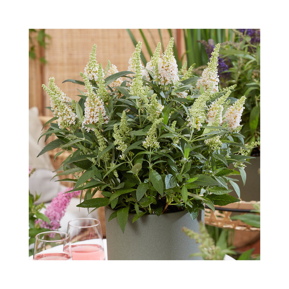 Buddleja Butterfly Candy Little White
