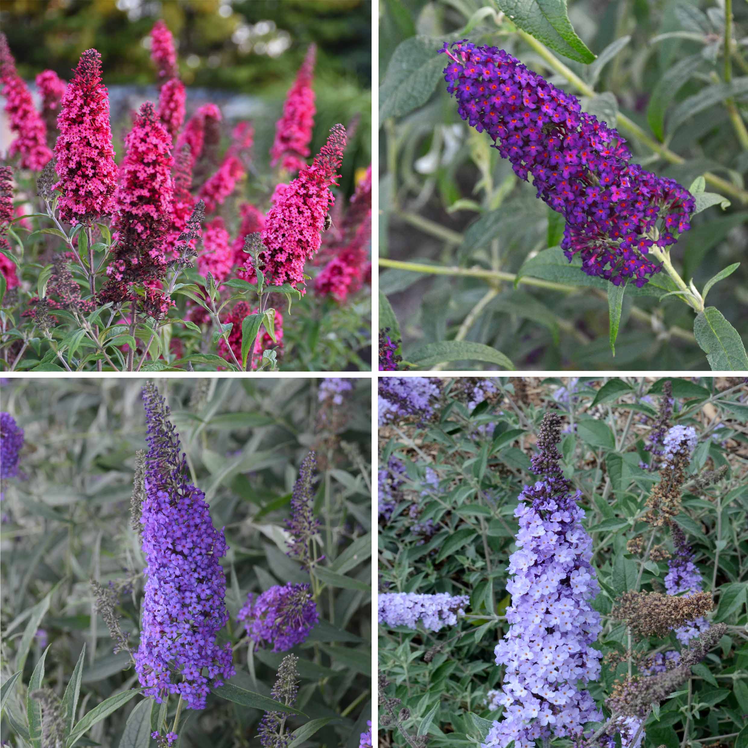 Buddleja Collection