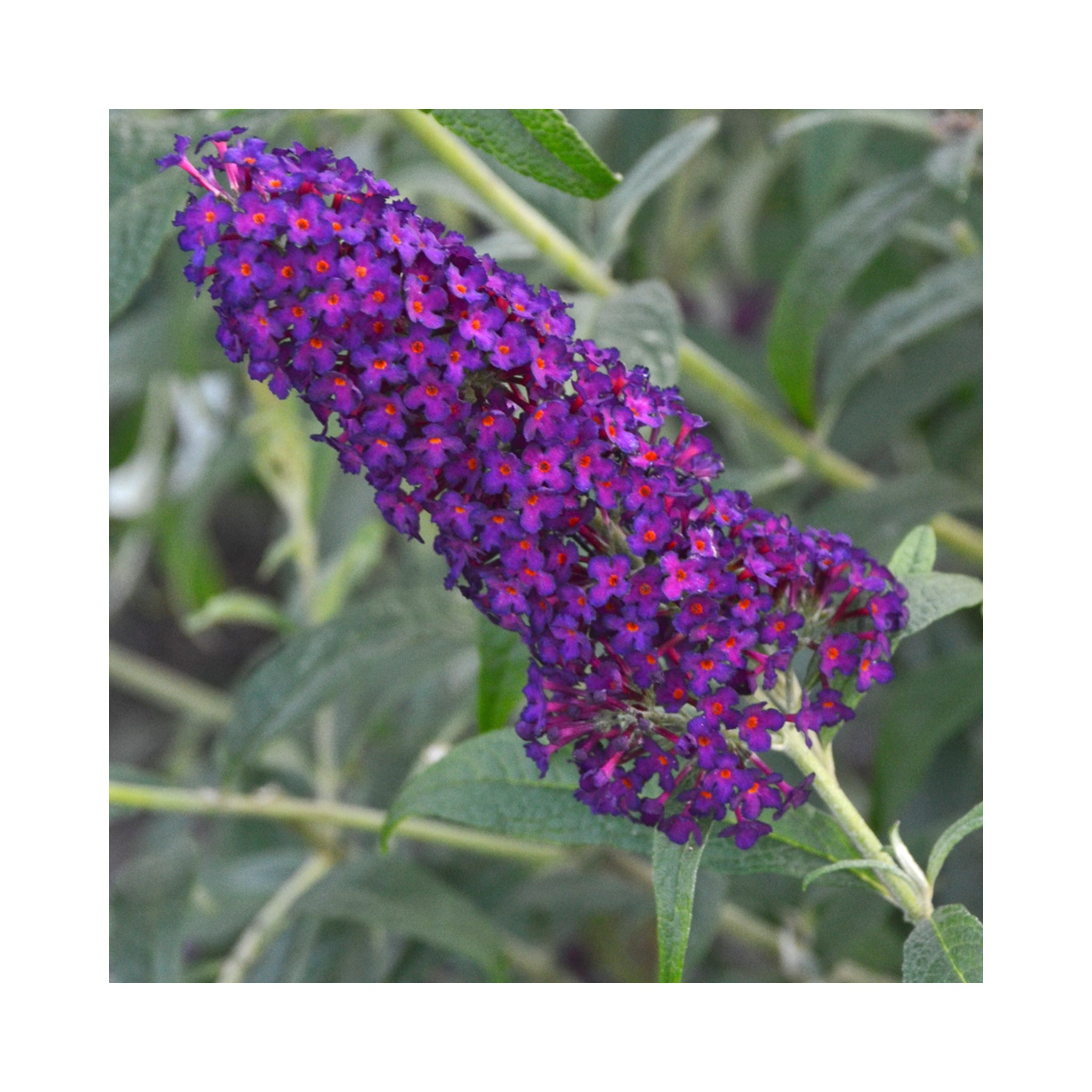 Buddleja Monarch Dark Dynasty