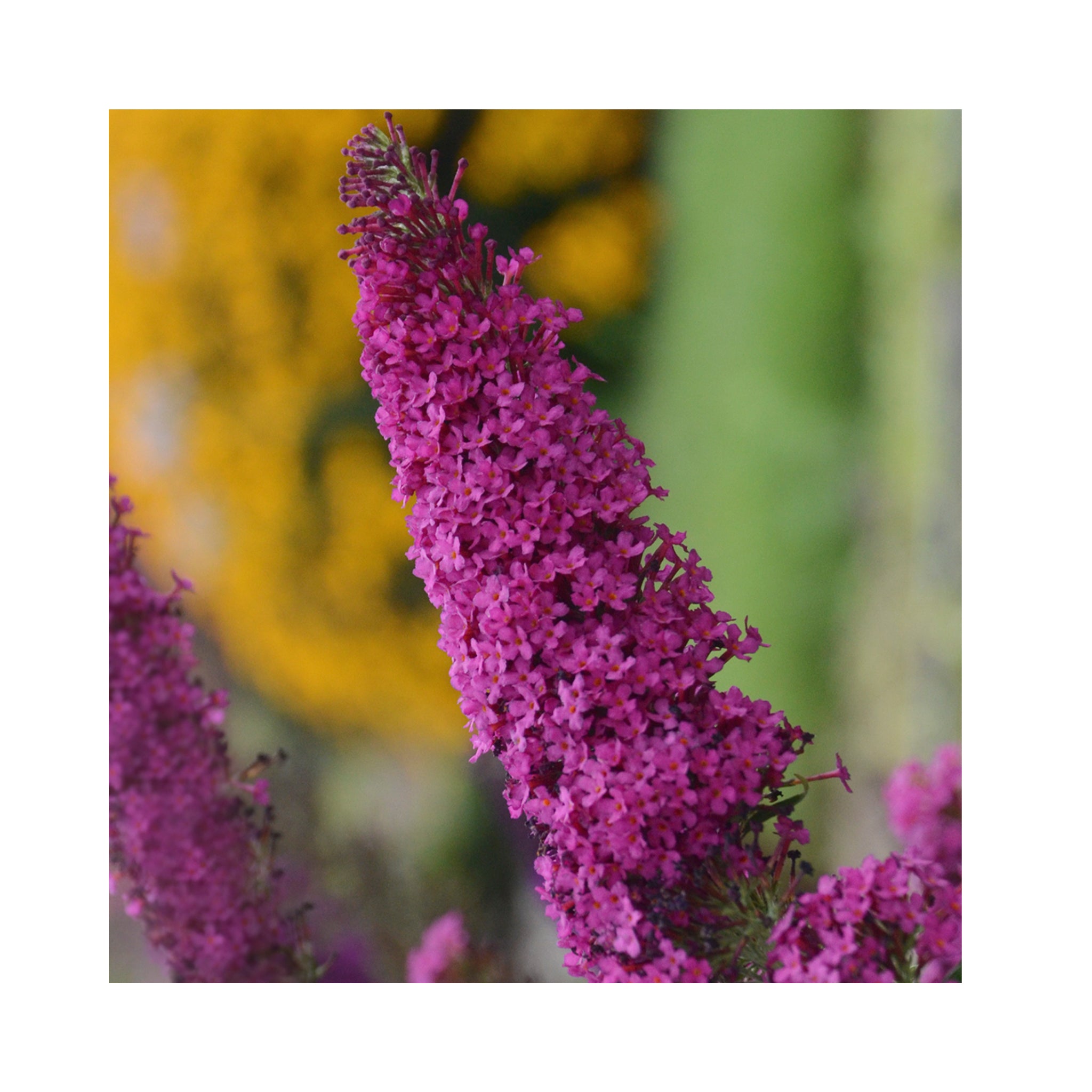 Buddleja Monarch Queen Hearts