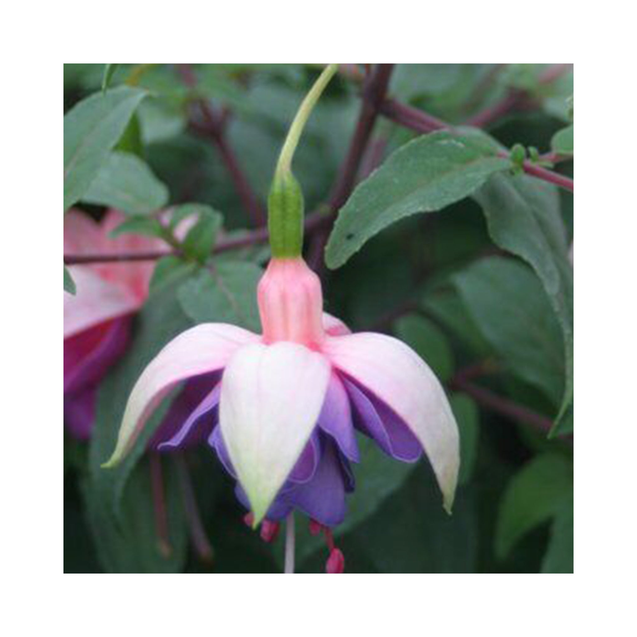 Bush Fuchsia Carmel Blue