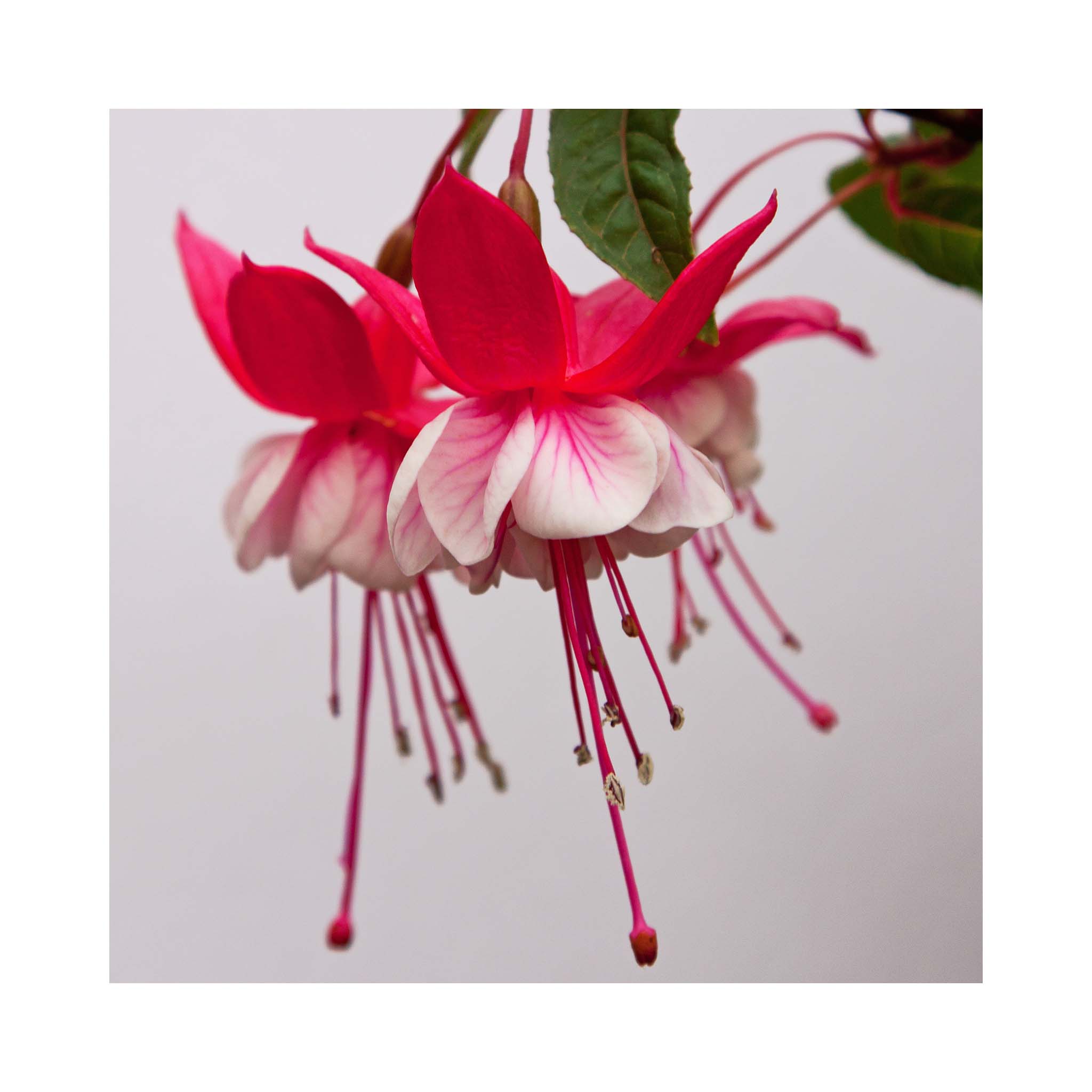 Magenta pink and white flowers of Fuchsia plant