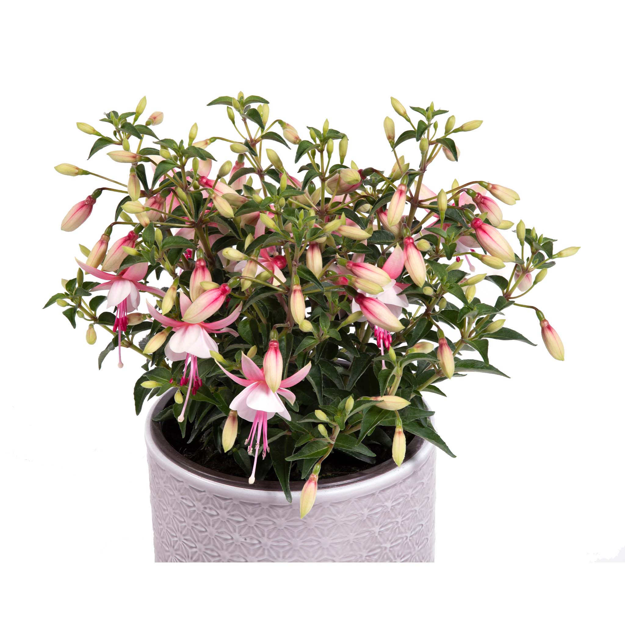 Bush Fuchsia Sumermelody Sunantonio