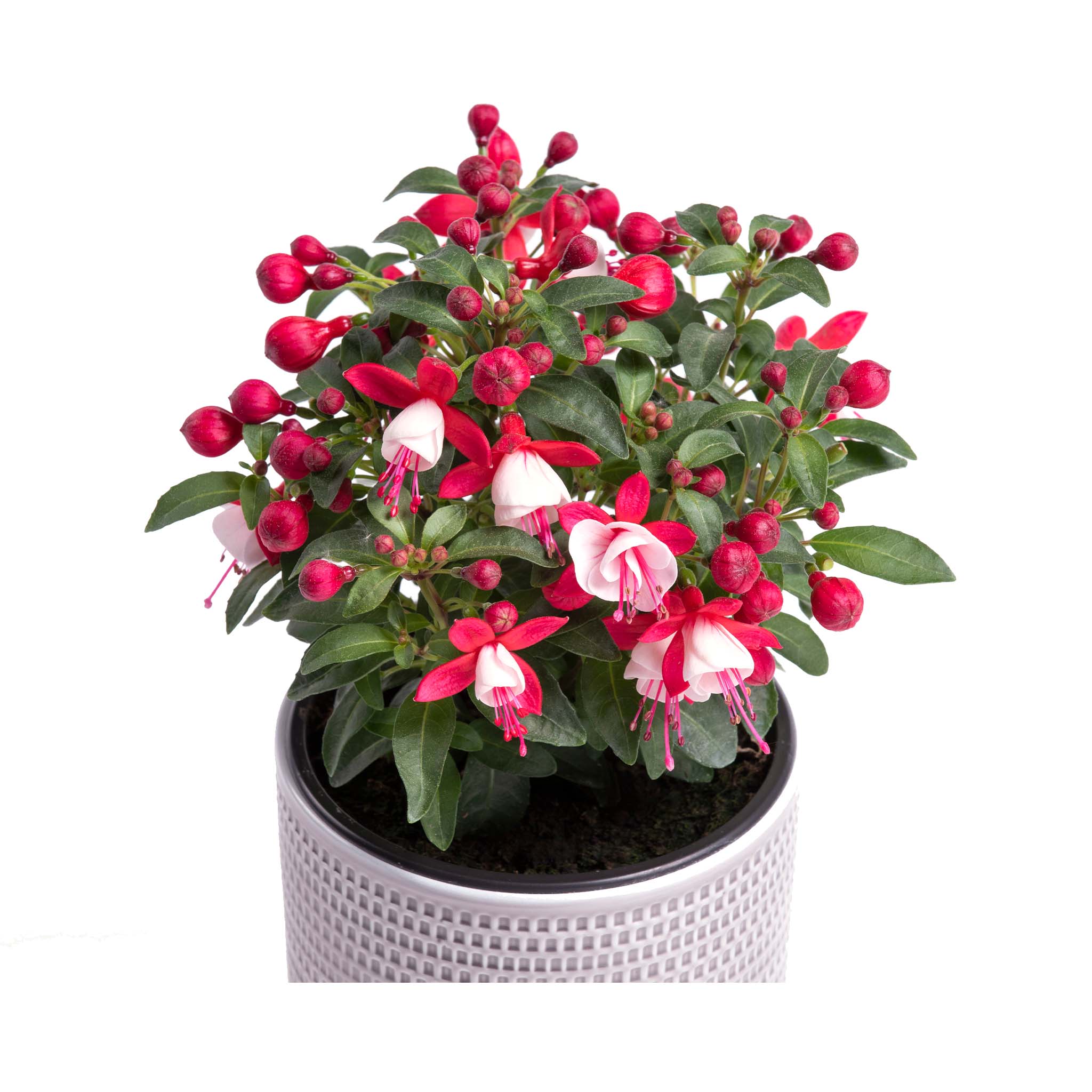 Compact fuchsia bush with red and white flowers in a container