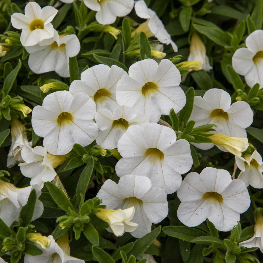 Calibrachoa Calipatite White