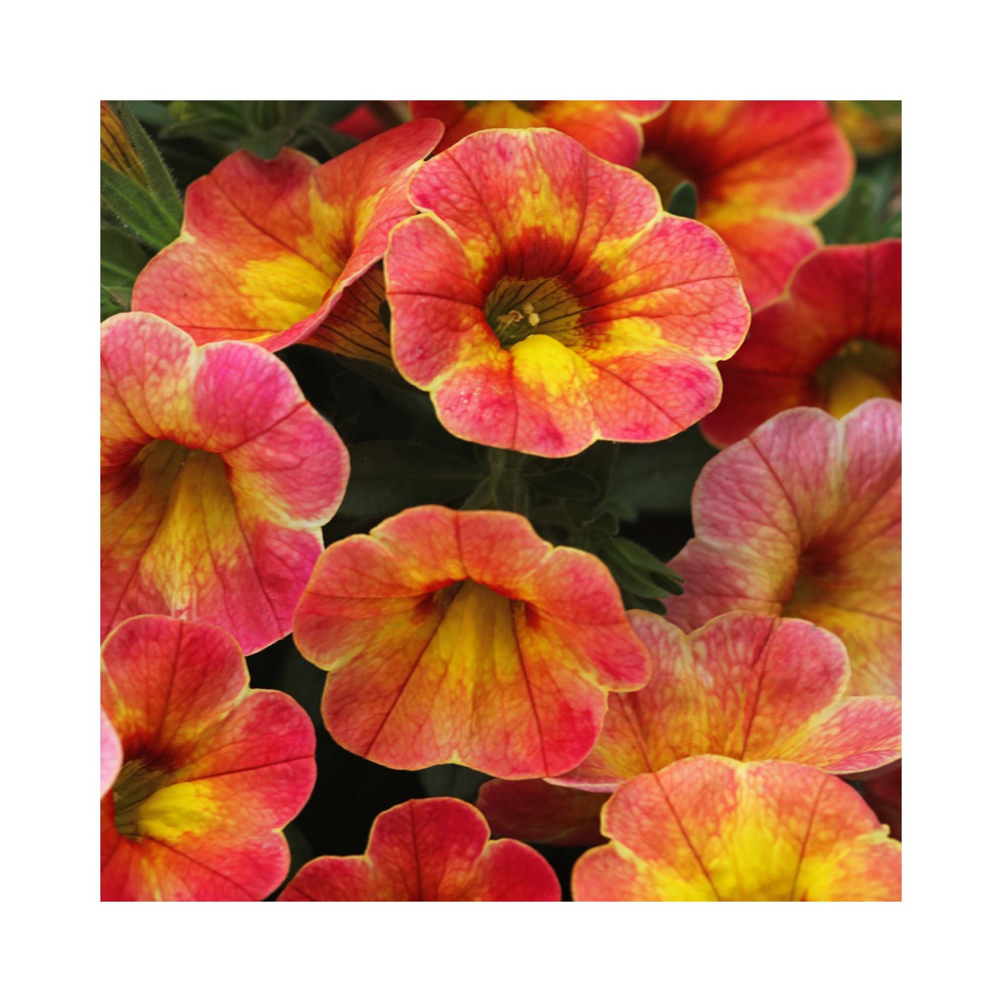 Calibrachoa Chameleon Atomic Orange