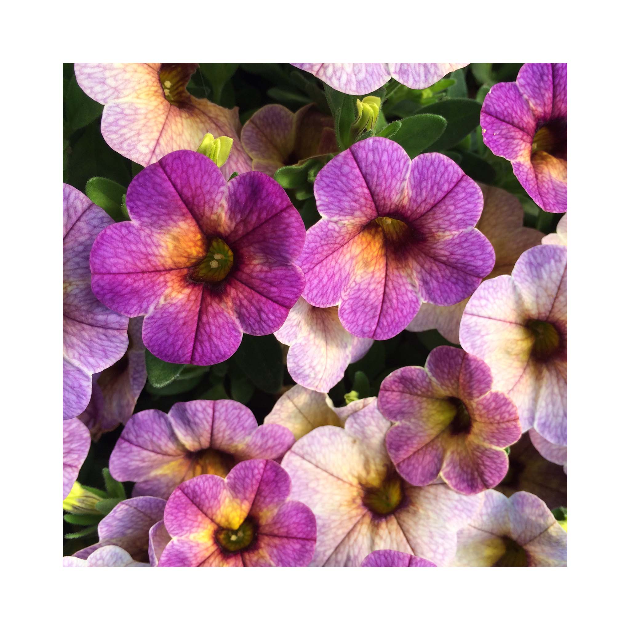 Calibrachoa Chameleon Blueberry Scone